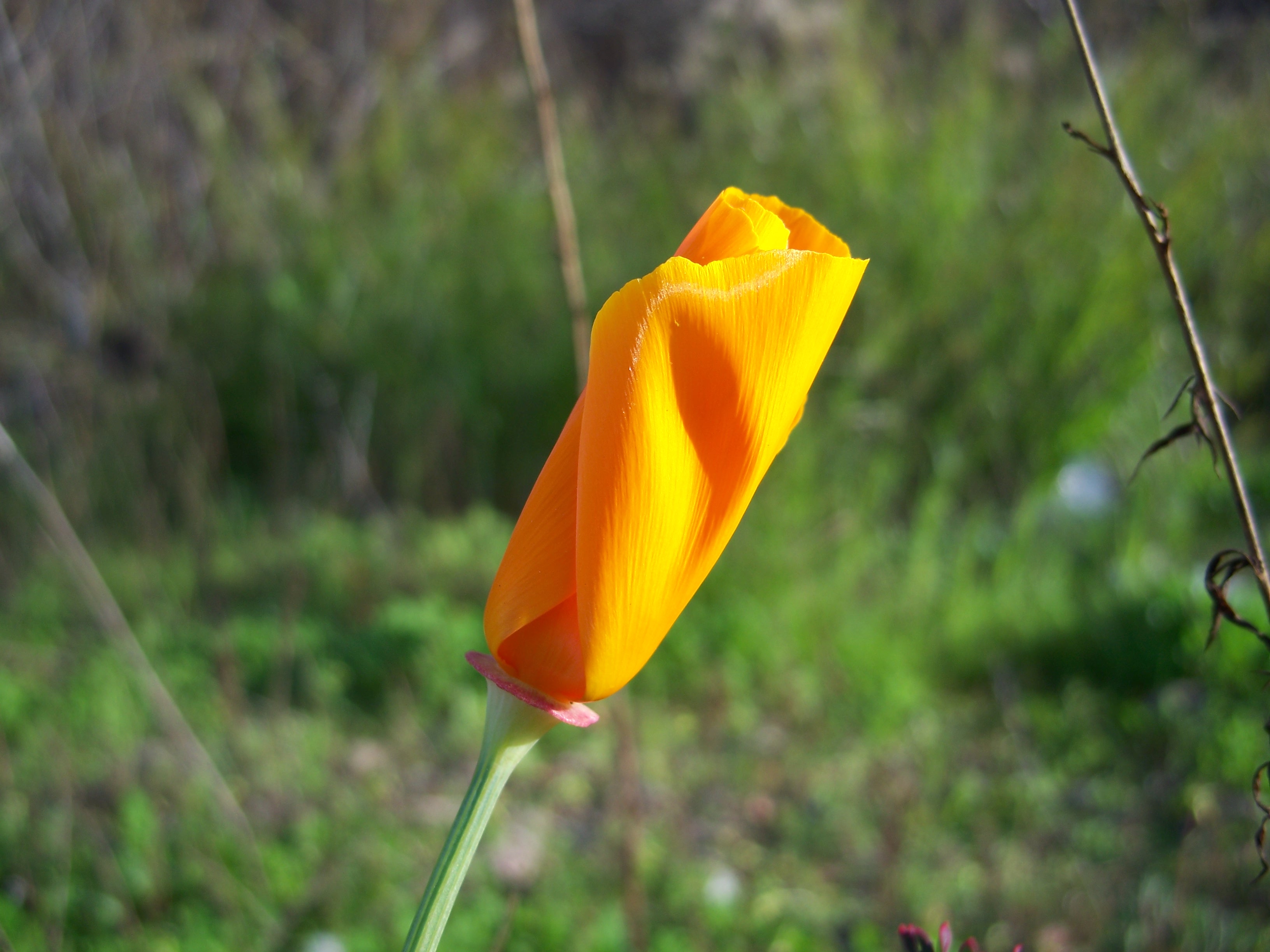 Eschscholzia californica-5