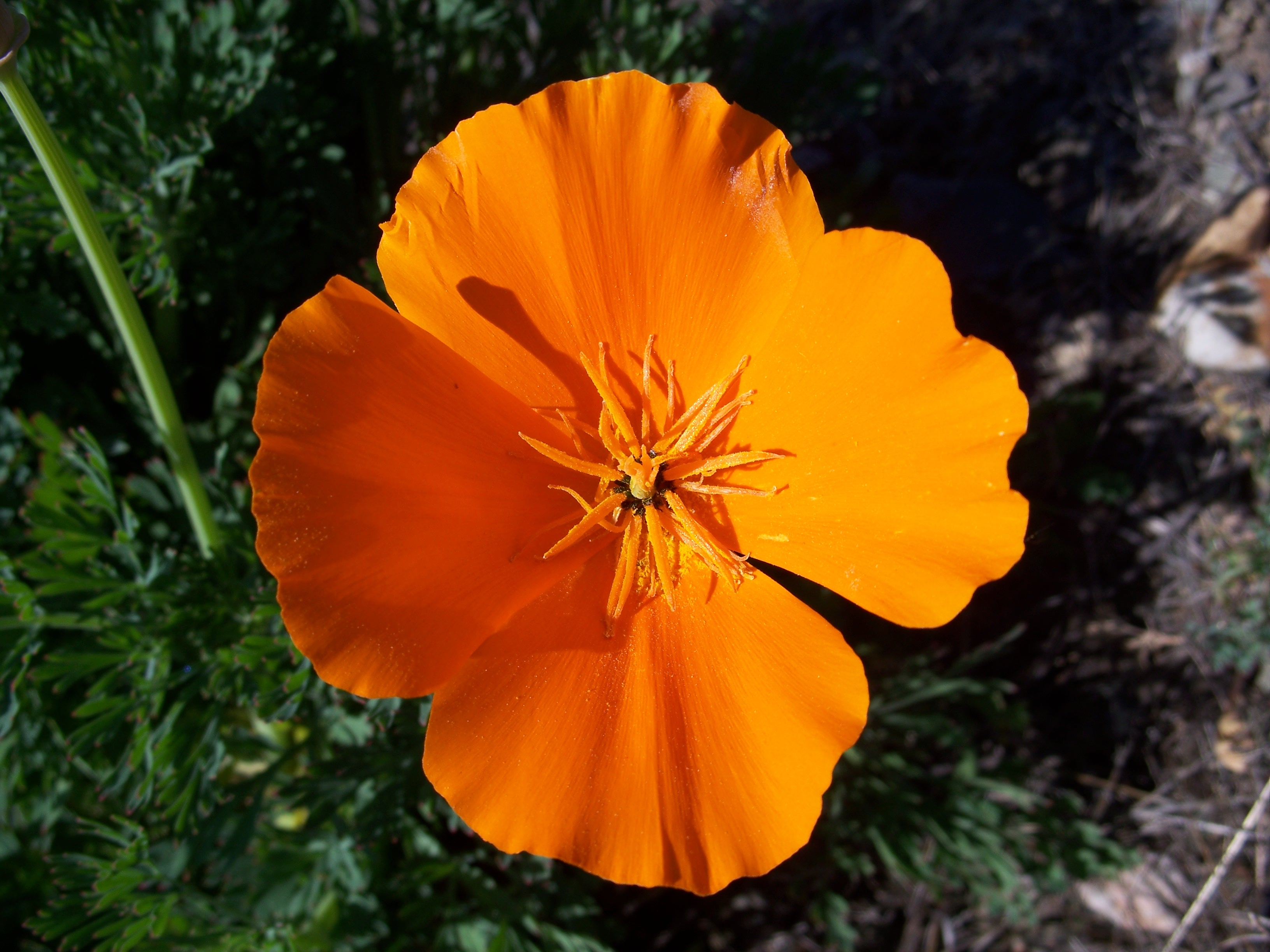 Eschscholzia californica-8