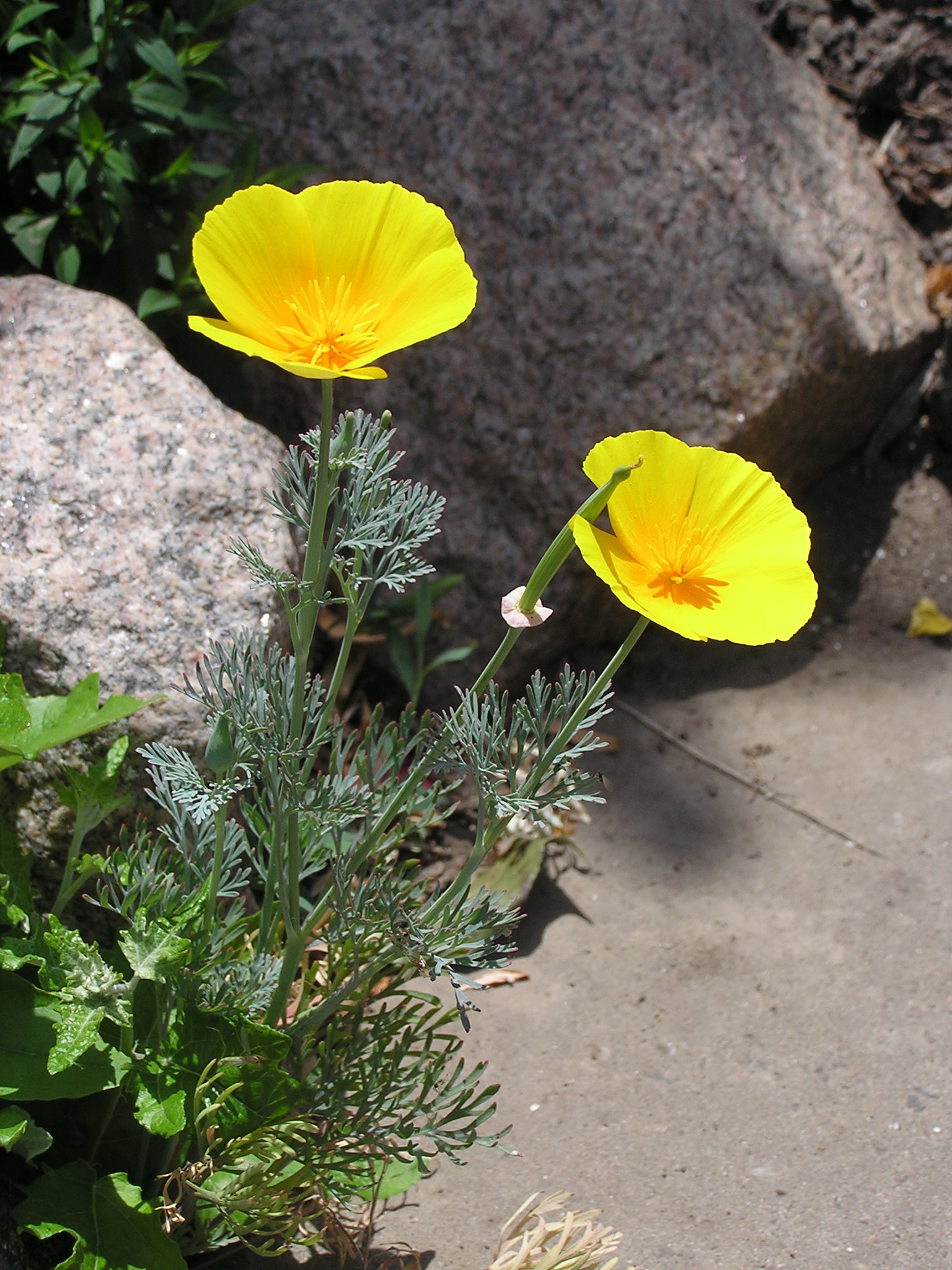 Eschscholzia californica in Sedovo 001