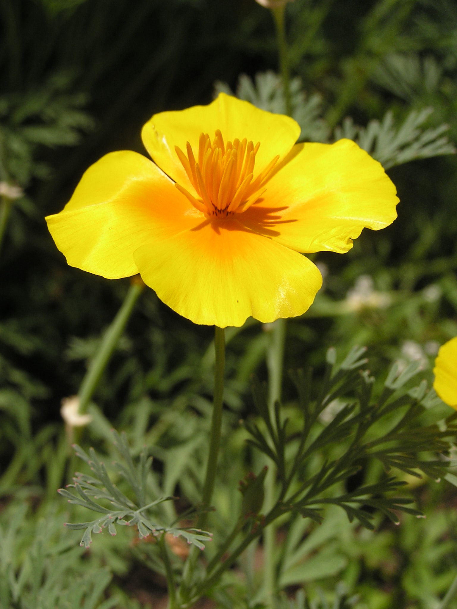 Eschscholzia californica in Sedovo 006