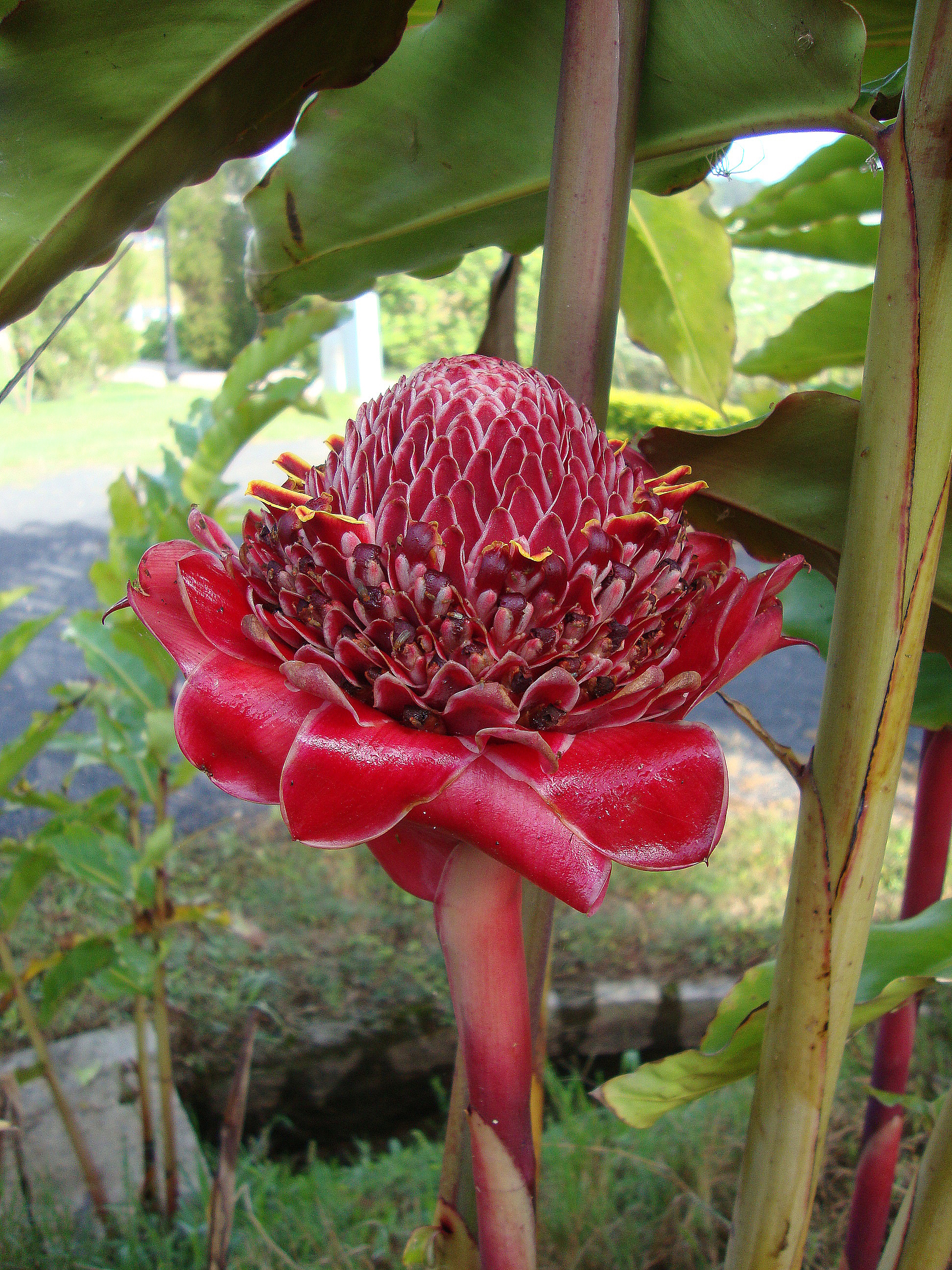 Etlingera elatior (2)