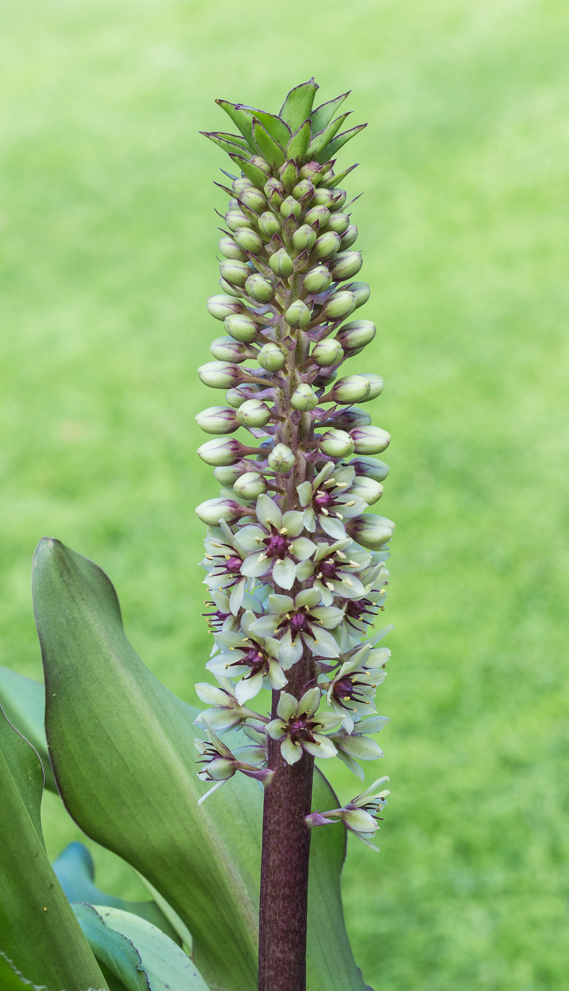 Eucomis montana Locatie. Tuinreservaat Jonkervallei 01