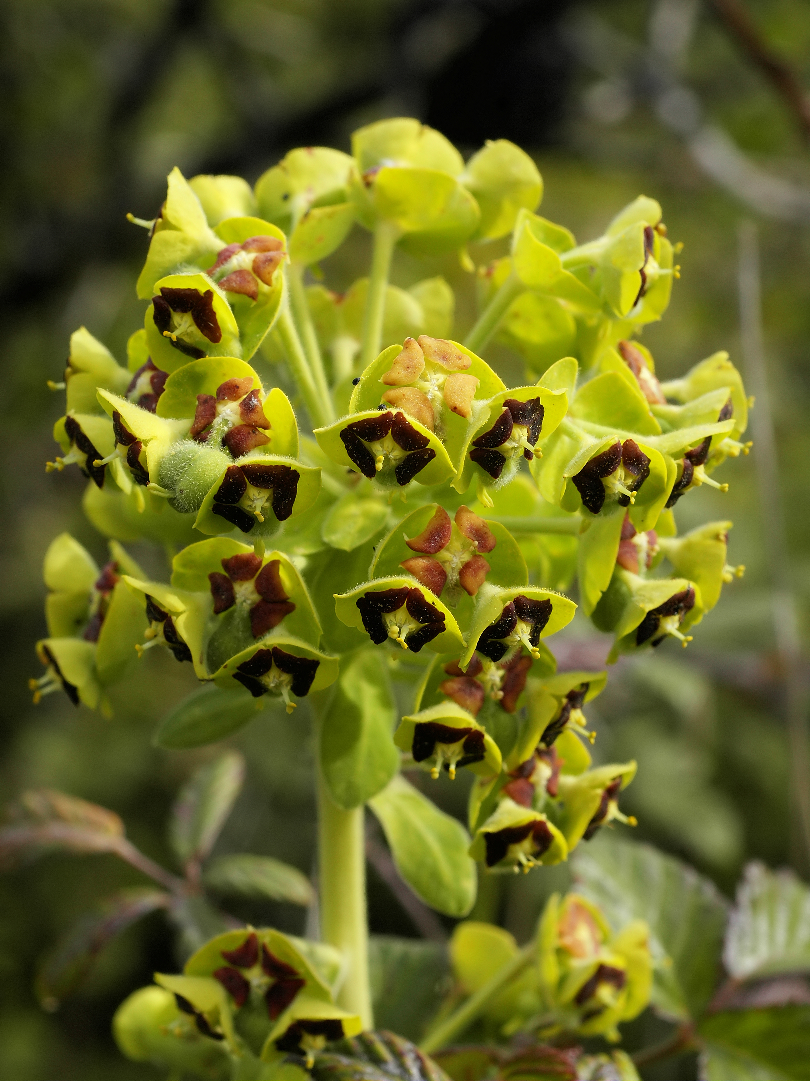 Euphorbia characias (flowers)