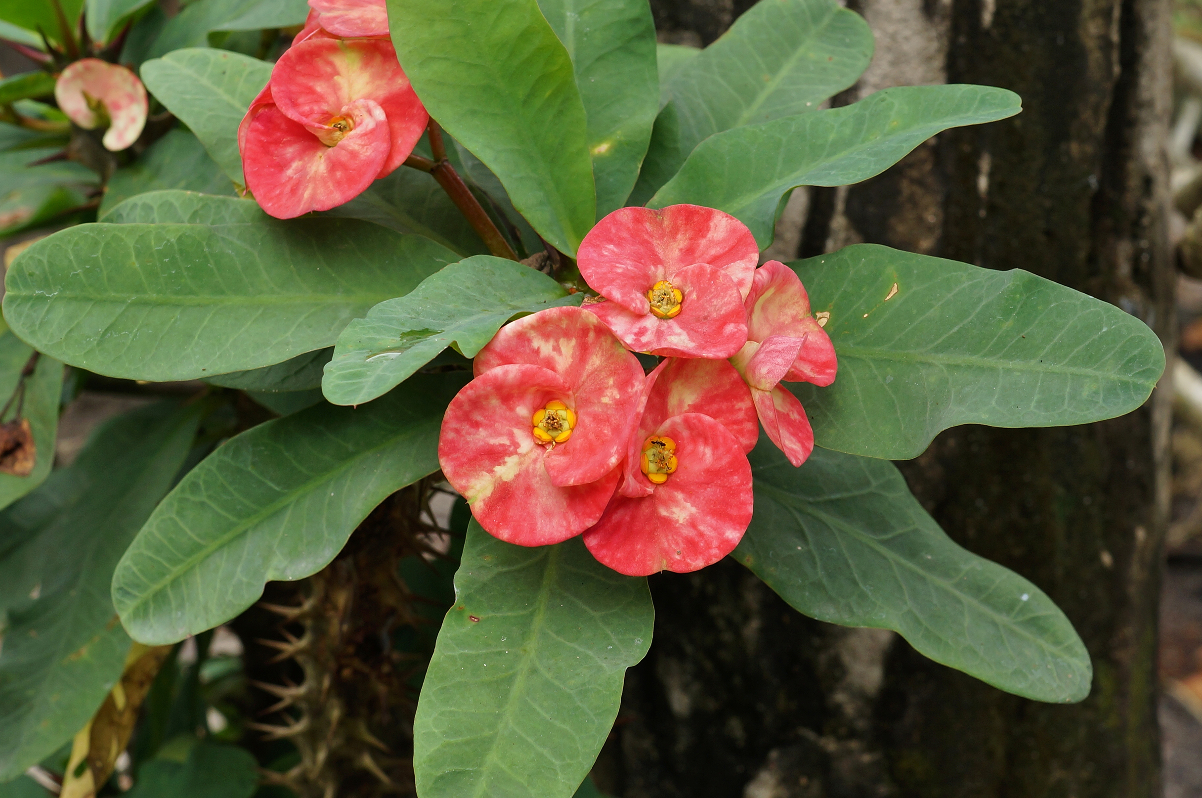 Euphorbia milii 01