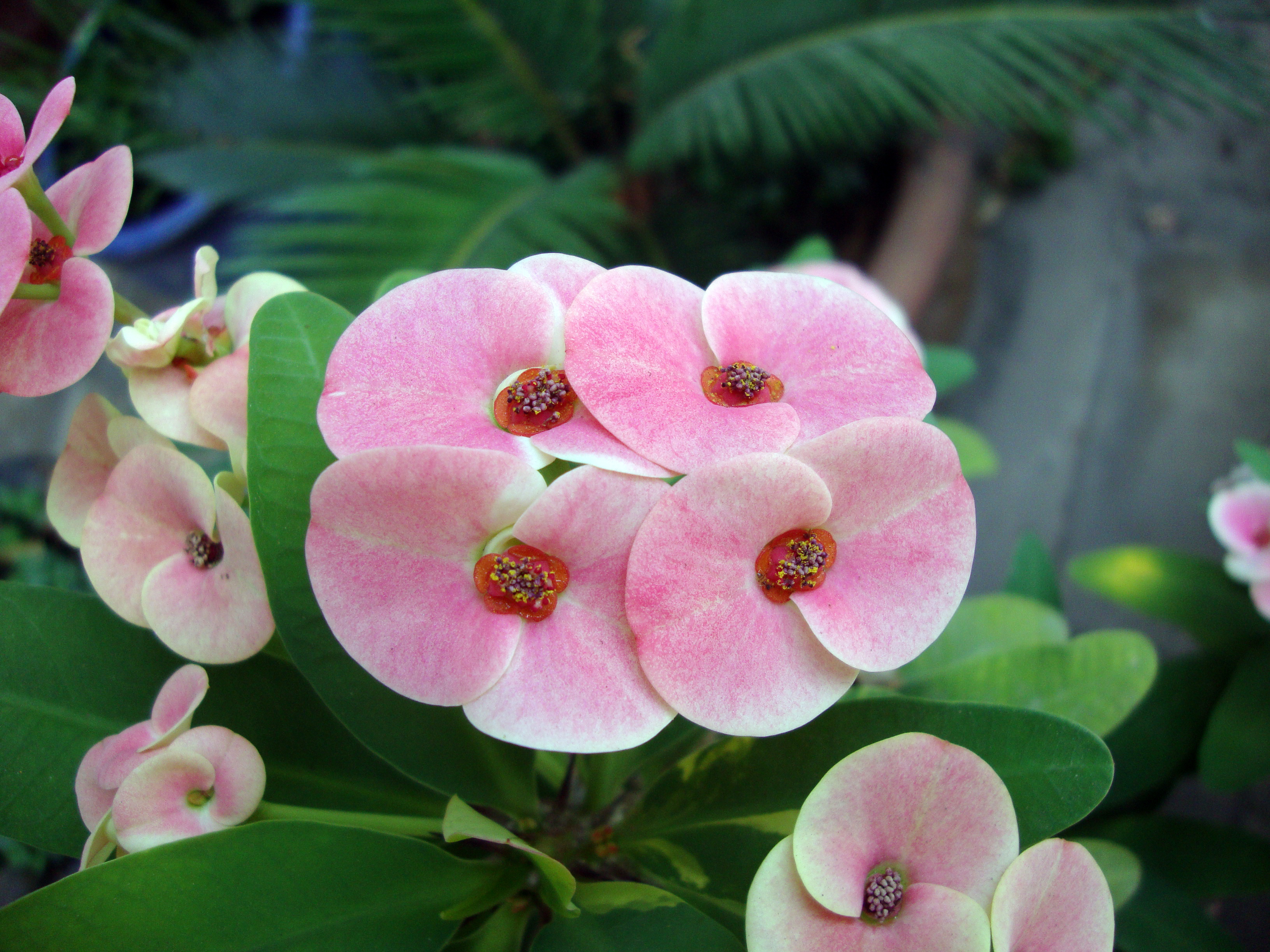 Euphorbia milii (3)