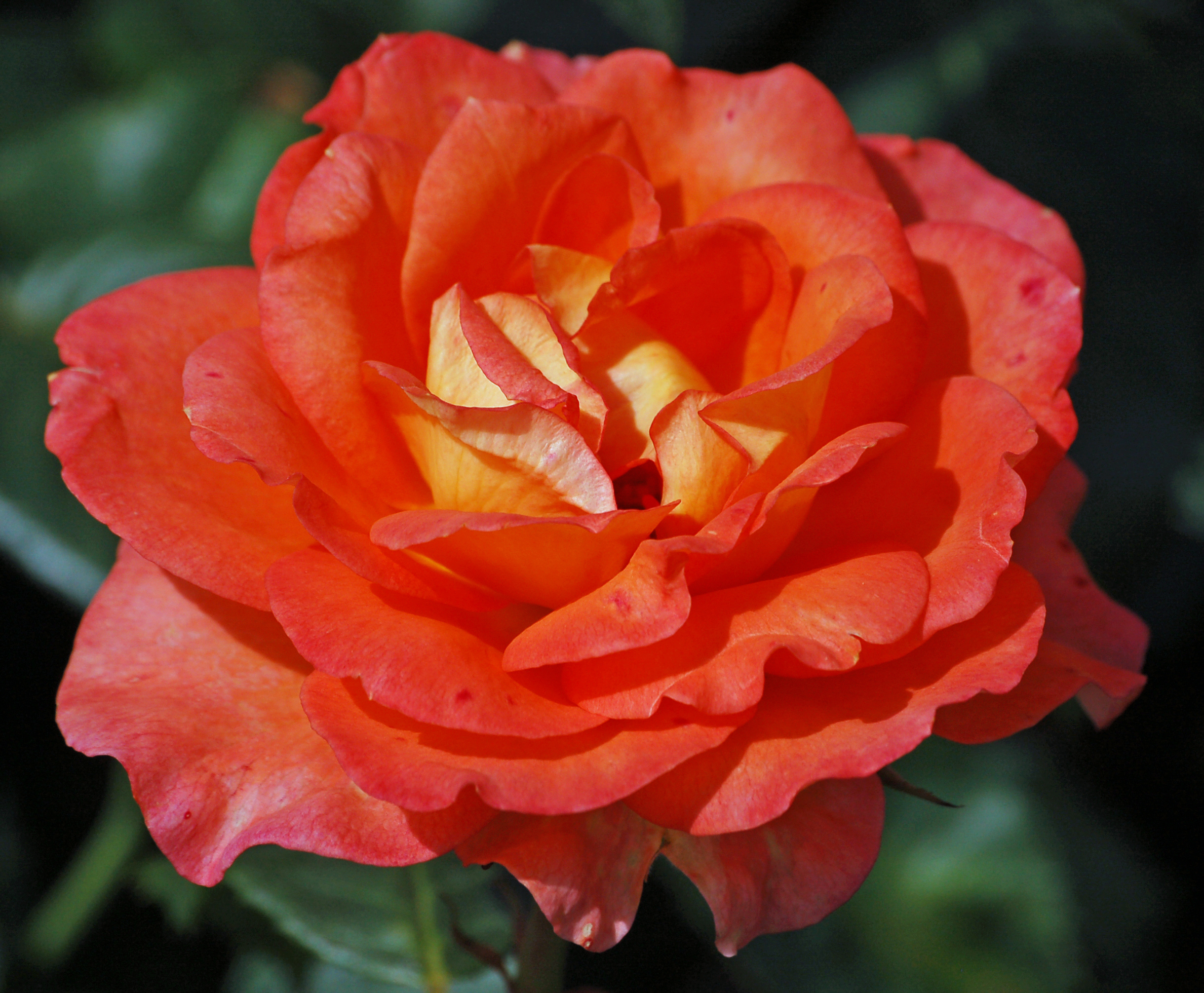 Fairest Cape (Kordes 2005)