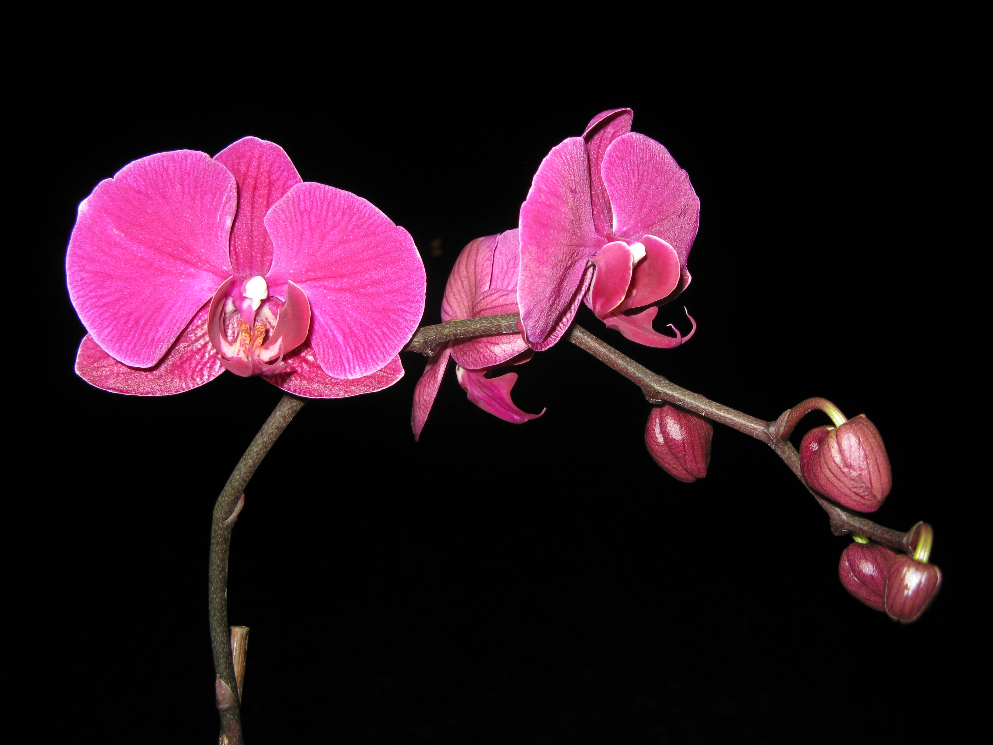 Falenopsis