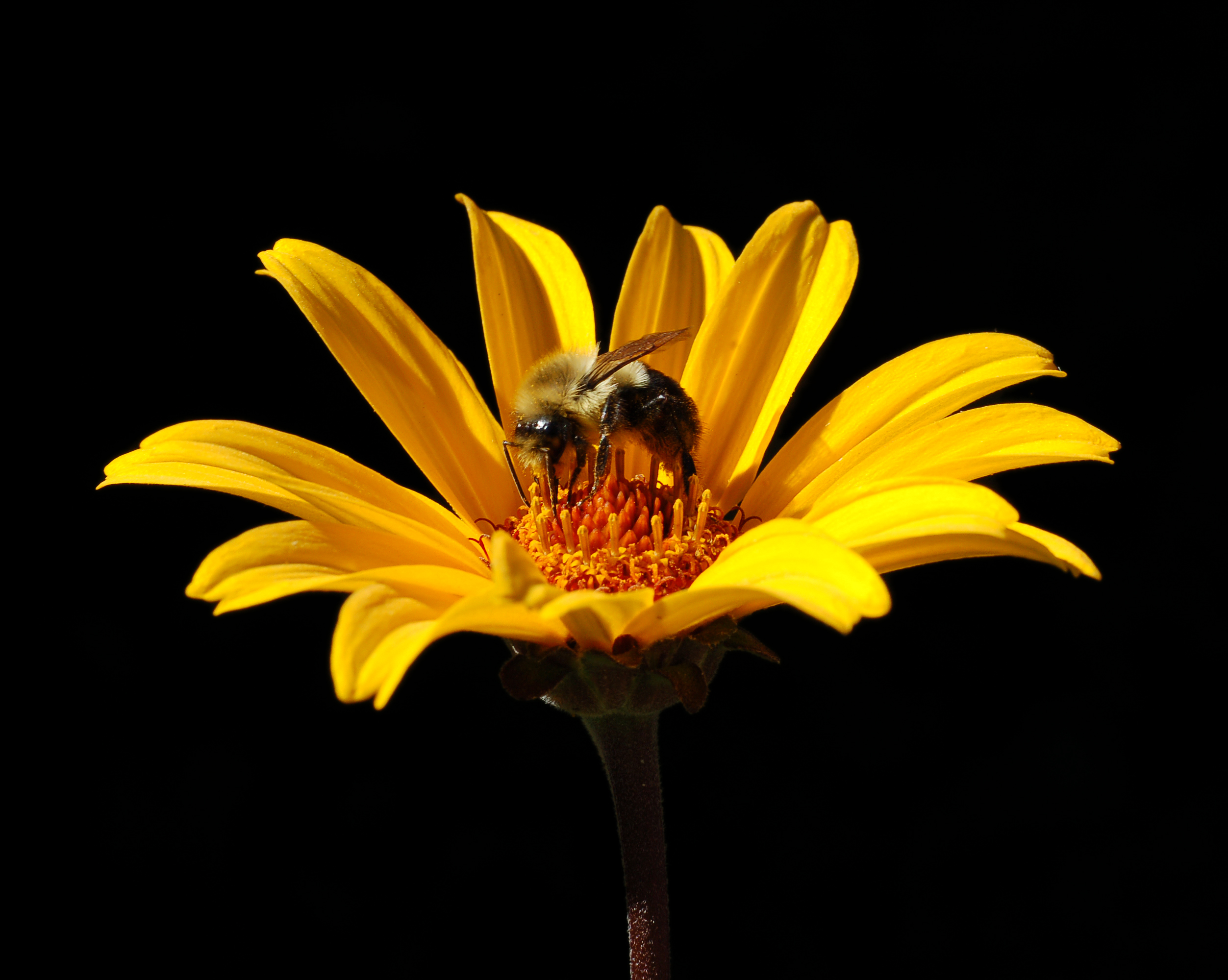 False Sunflower Heliopsis helianthoides 'Summer Nights' Bee