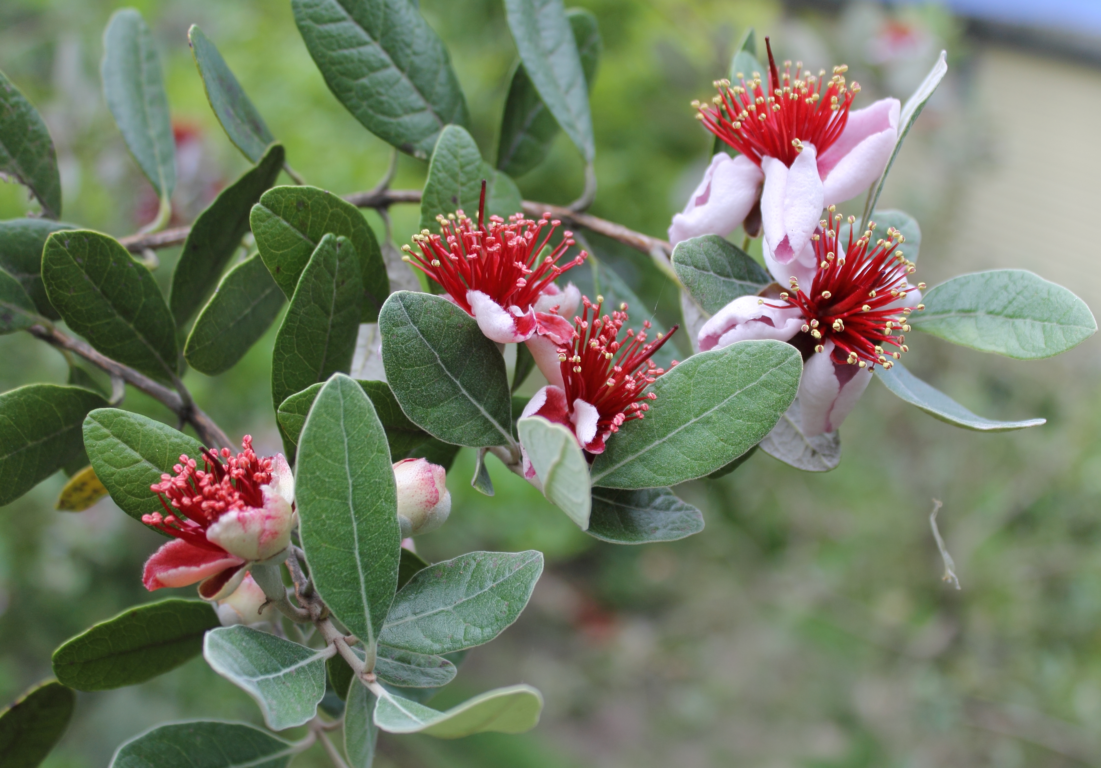 Feijoa