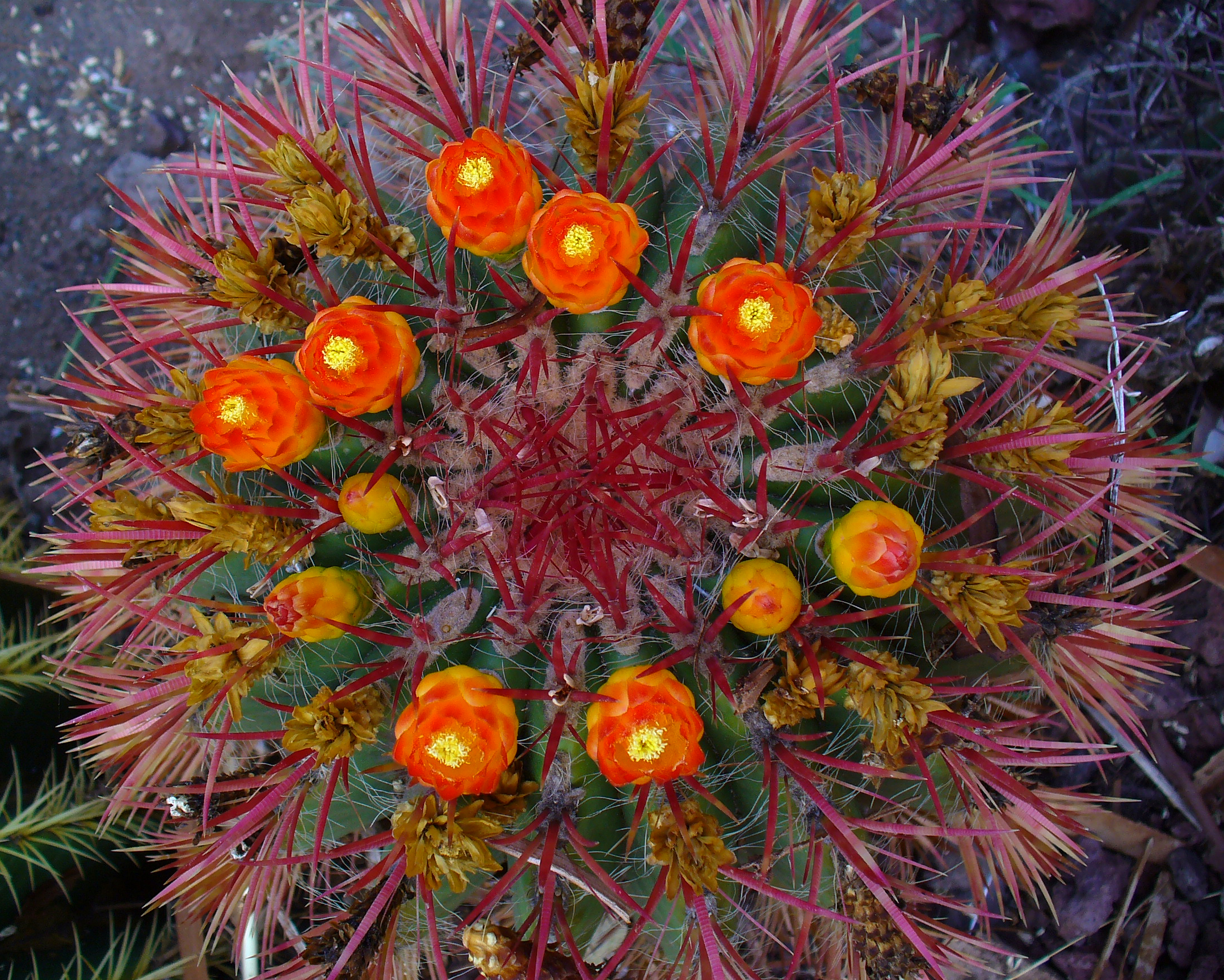 Ferocactus gracilis 01