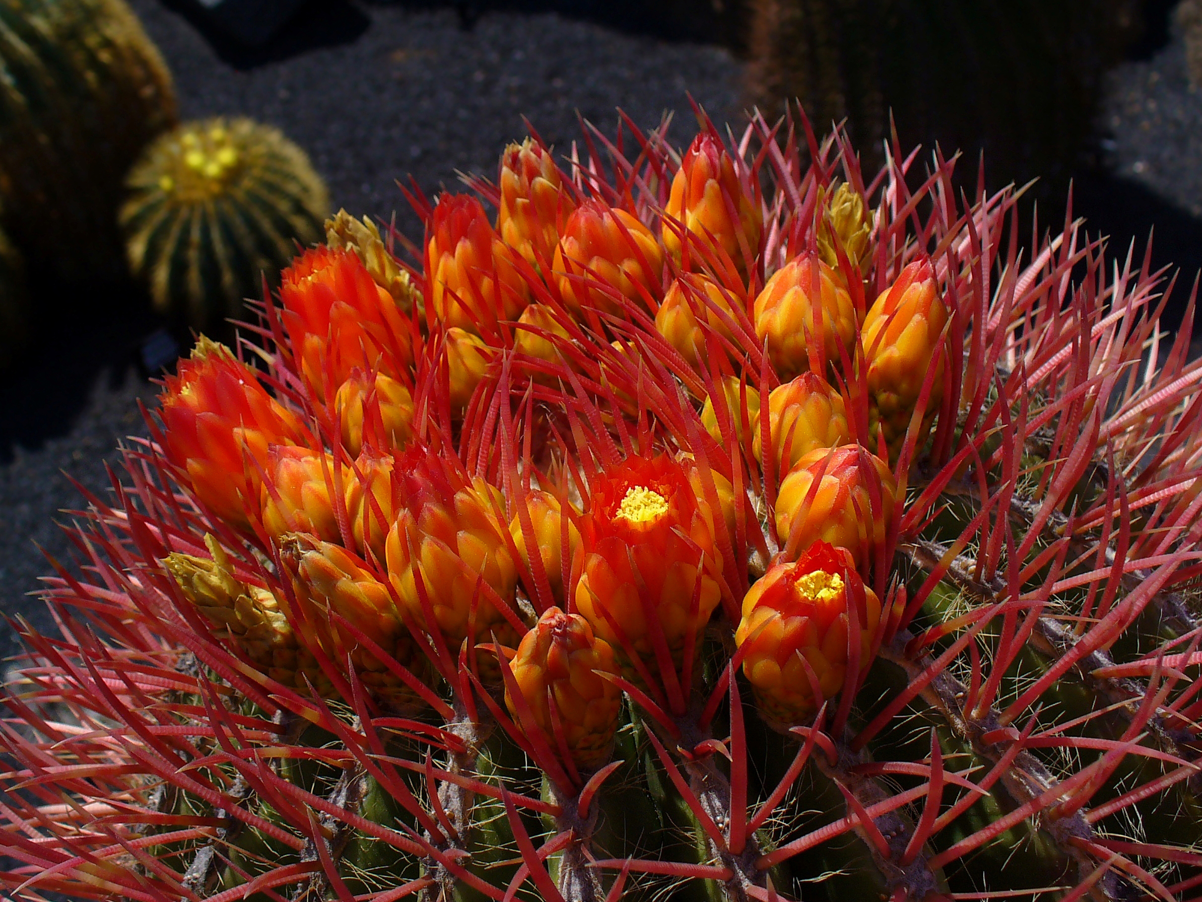 Ferocactus stainesii 02