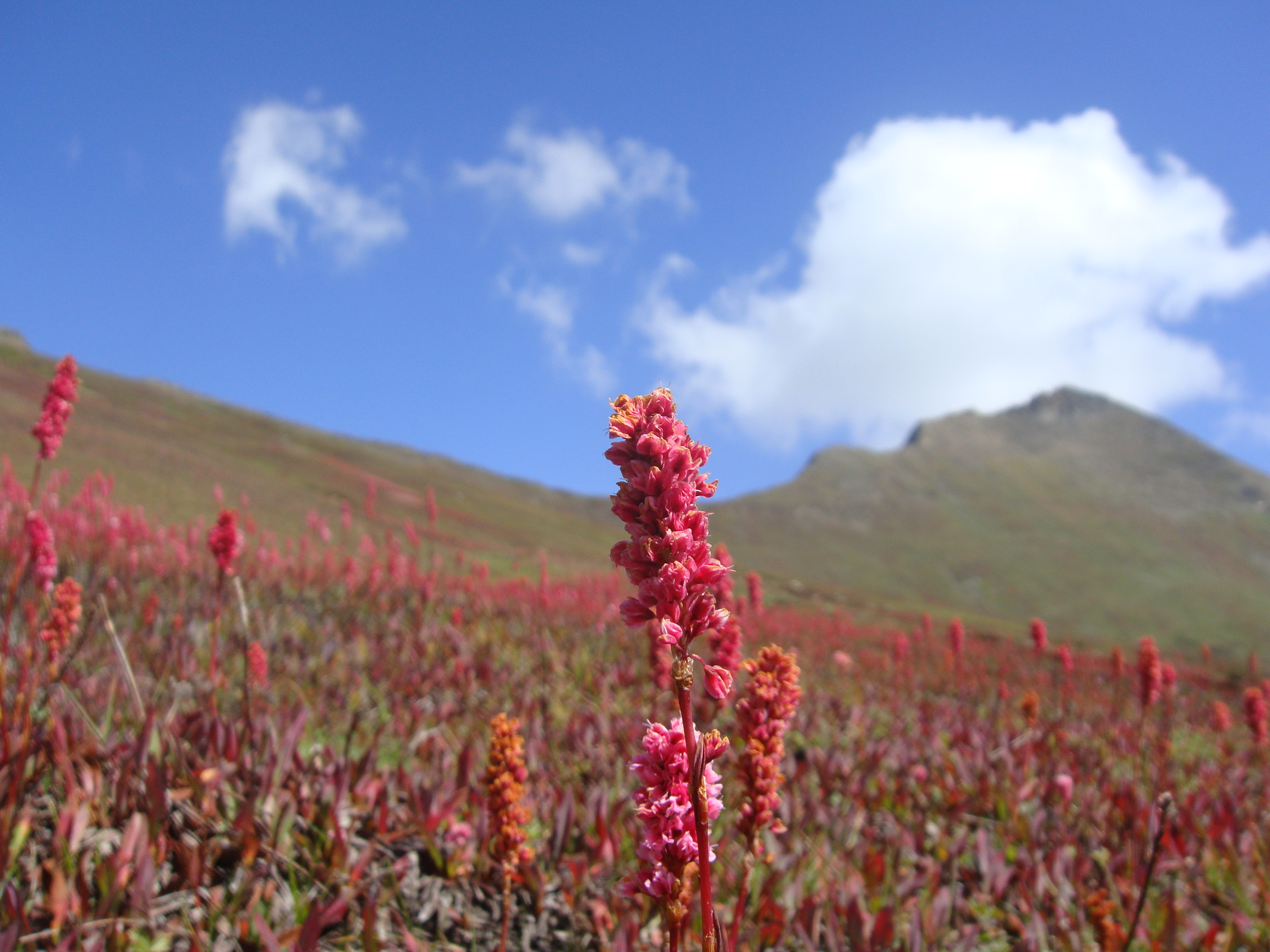 Fertile mountains at Dudipatsar