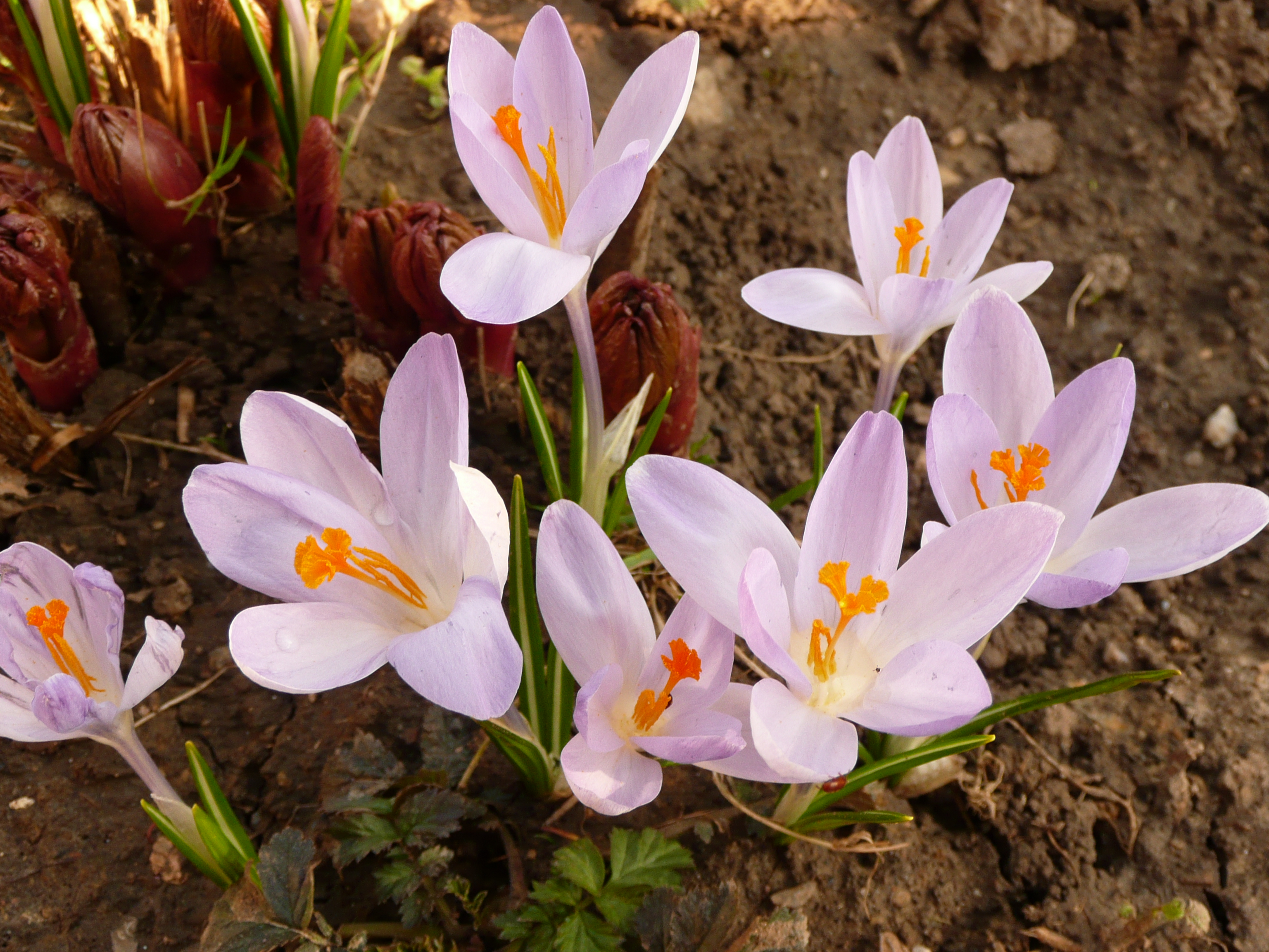 Fialové krokusy