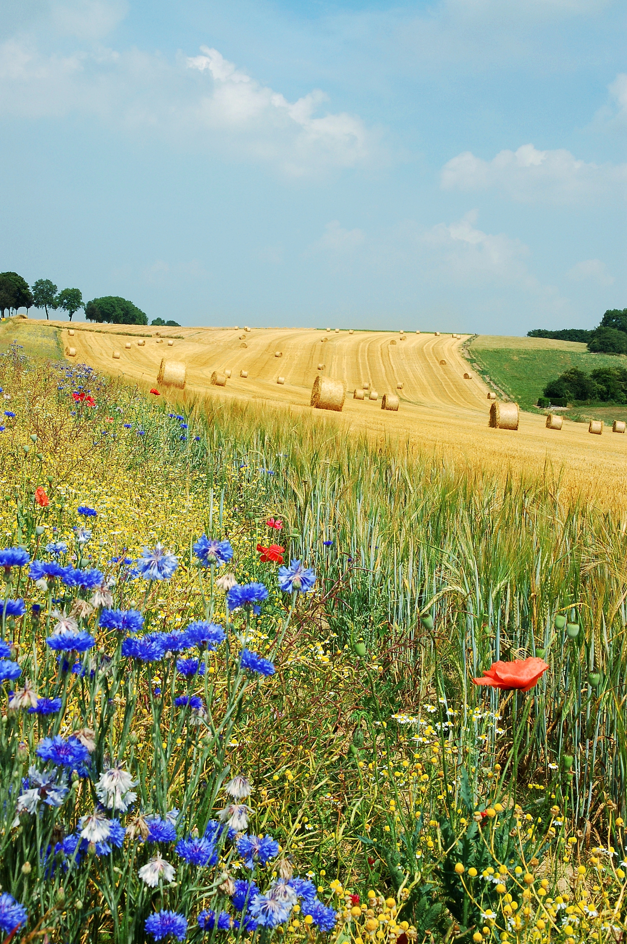 Field Hamois Belgium Luc Viatour