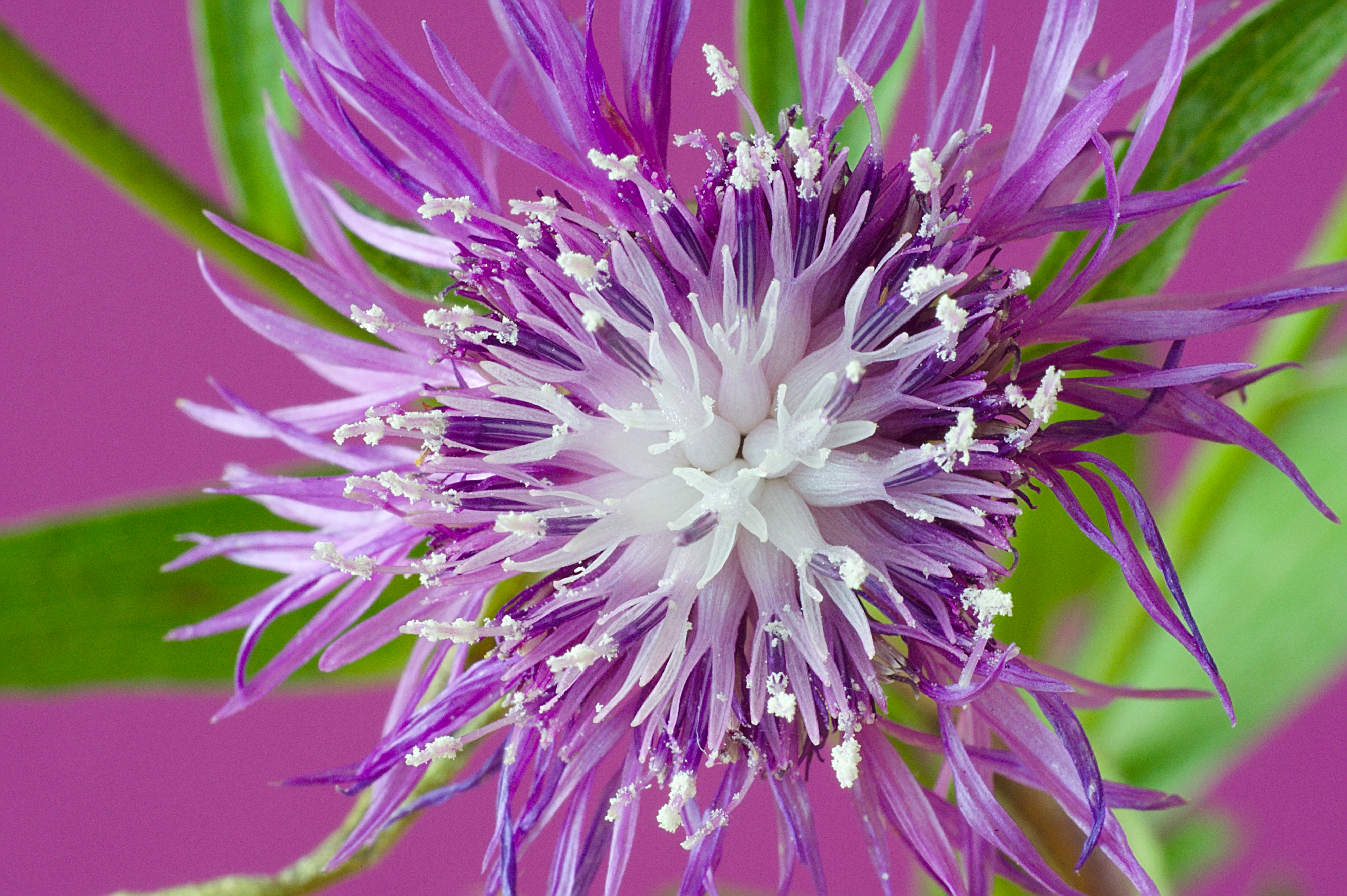 Filaments and Anthers (Macro)
