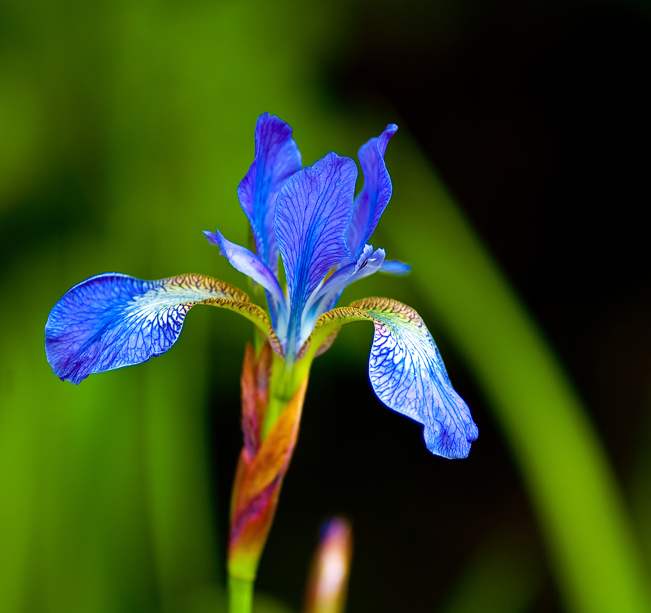 Flag iris flower