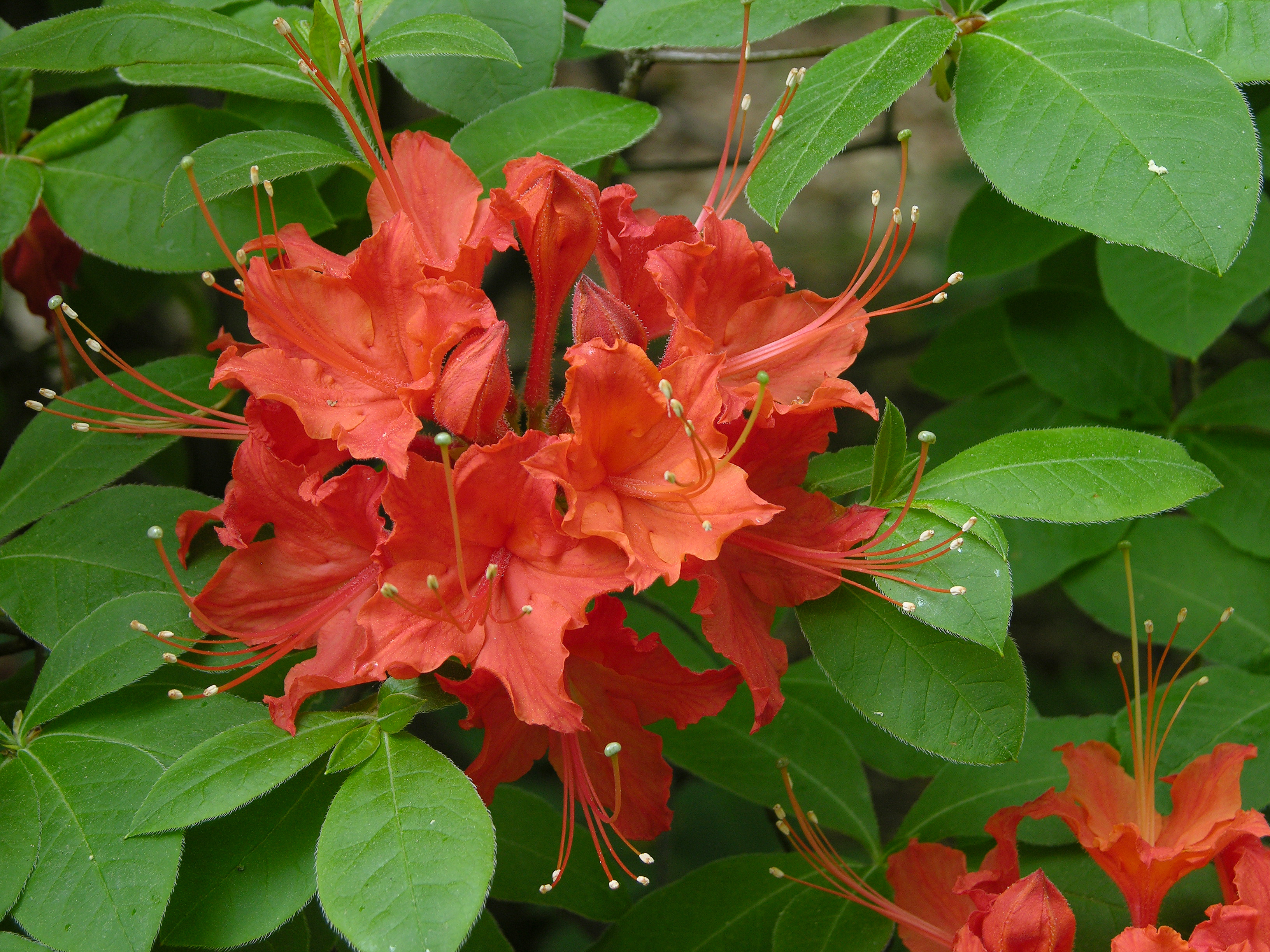 Flame Azalea Rhododendron calendulaceum 'Mandarin Red' Flowers 3264px