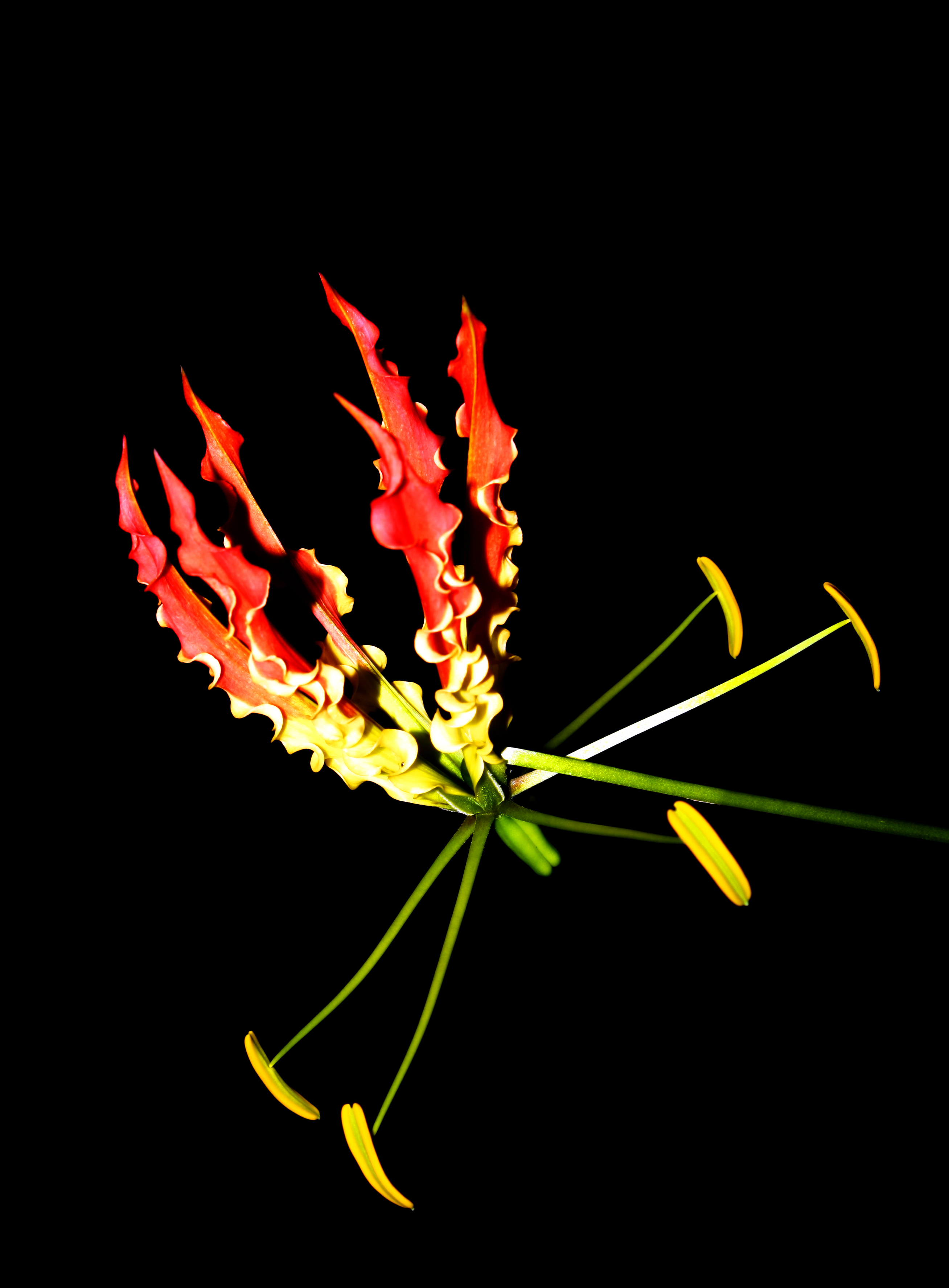 Flame lily (Gloriosa superba)