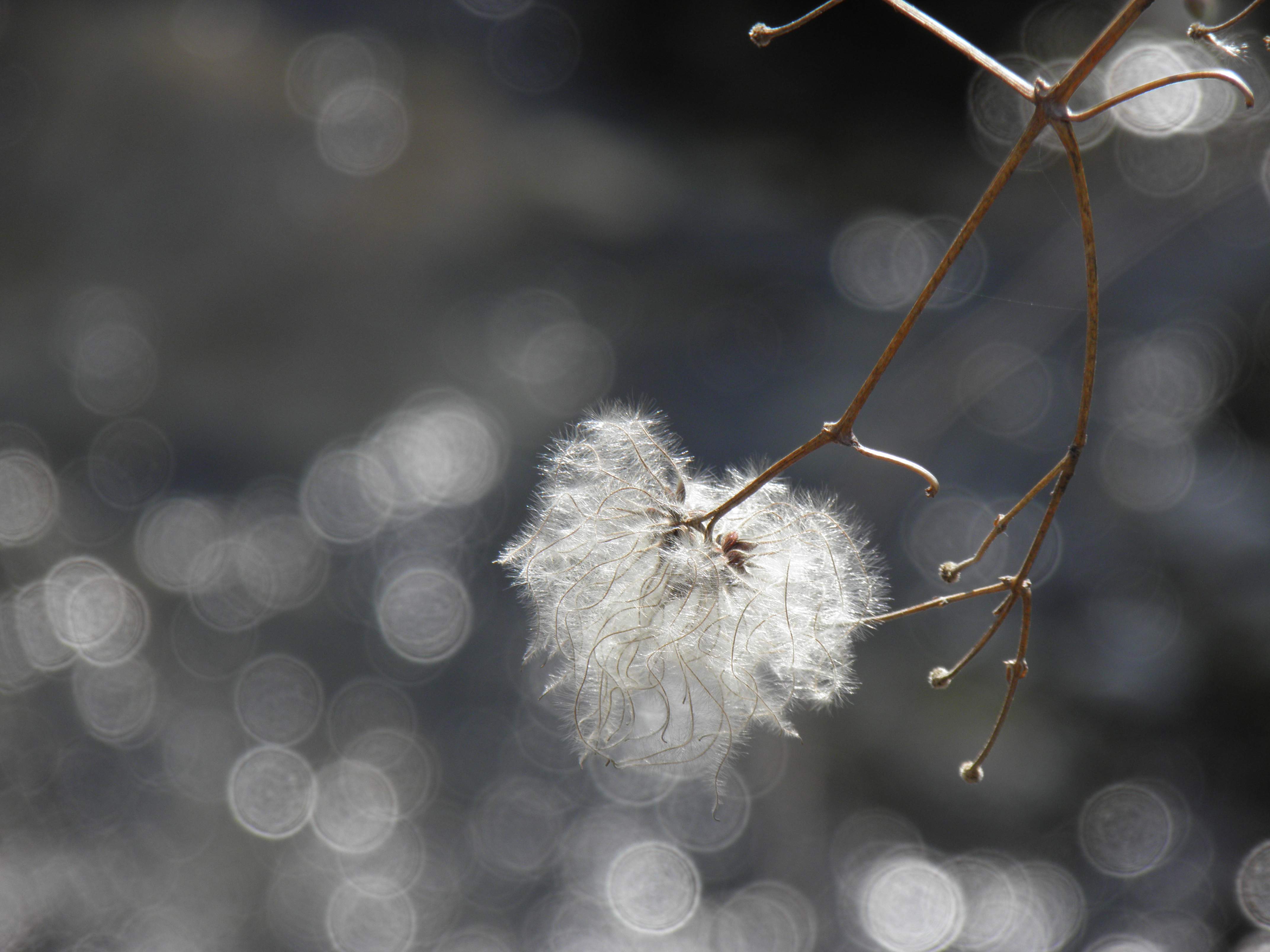 Fleur (20)