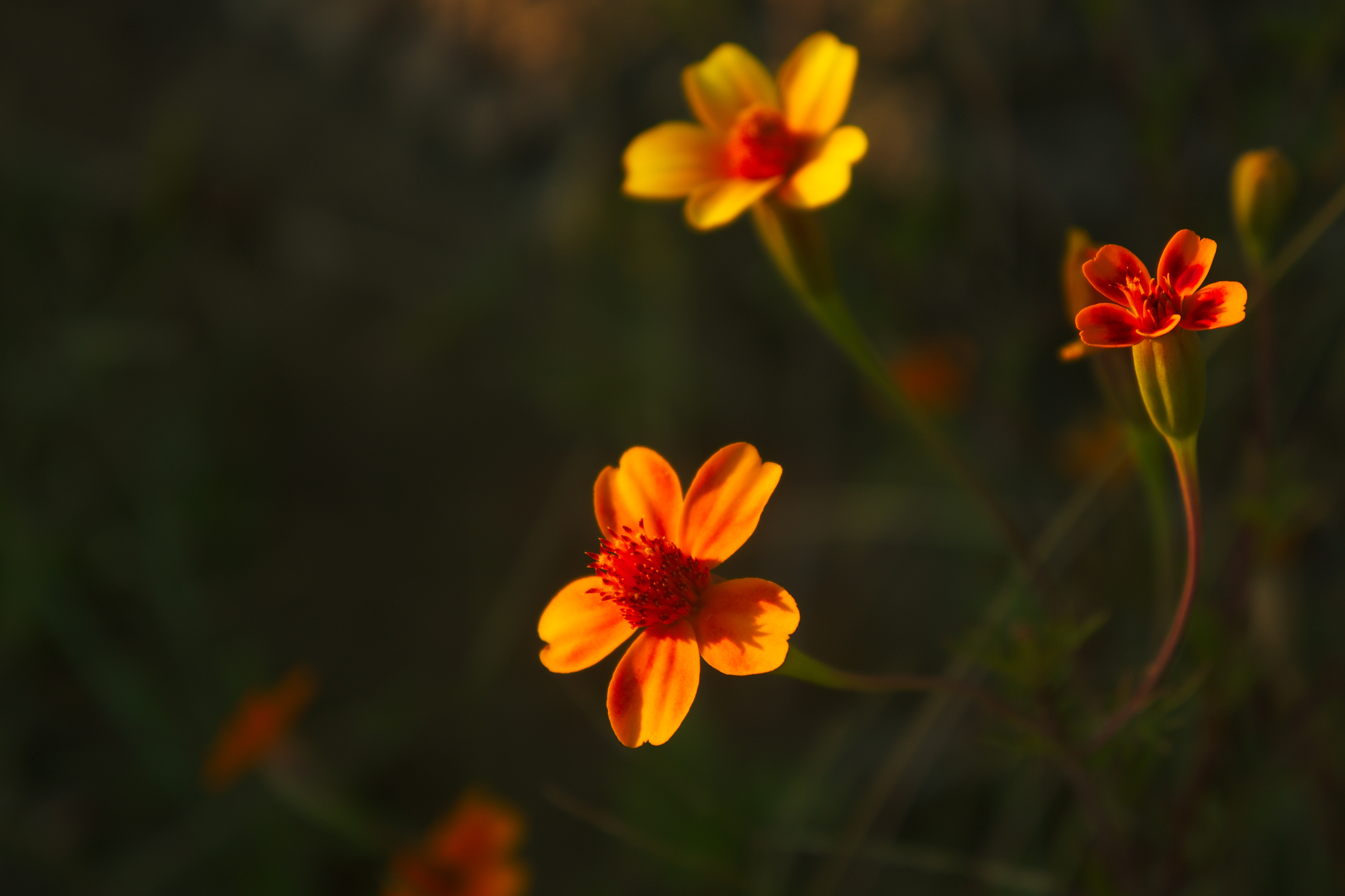Fleur Coucher de soleil