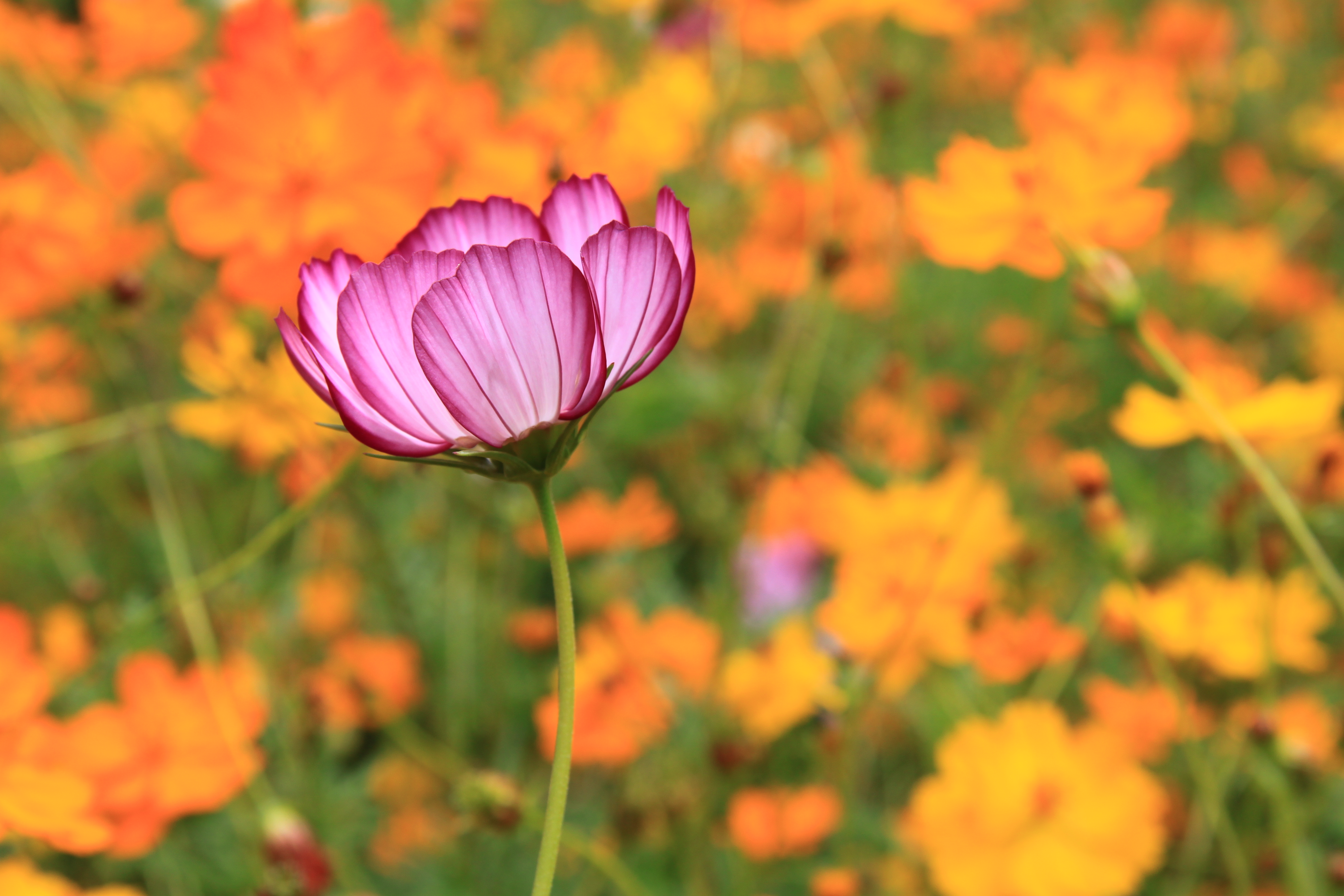 Fleur violette sur fond orange