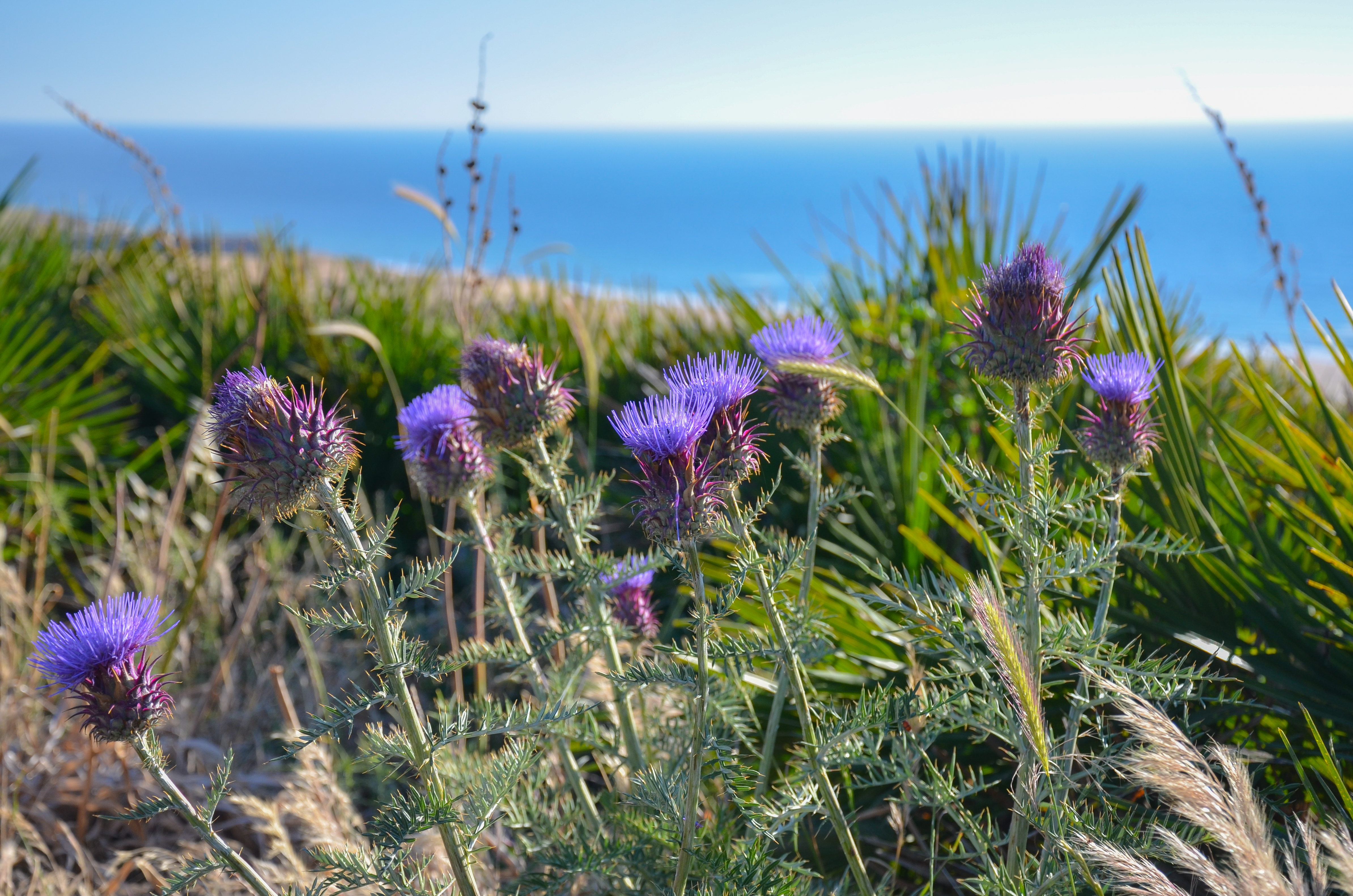 Fleurs sur la côte Atlantique marocaine (14161612988)