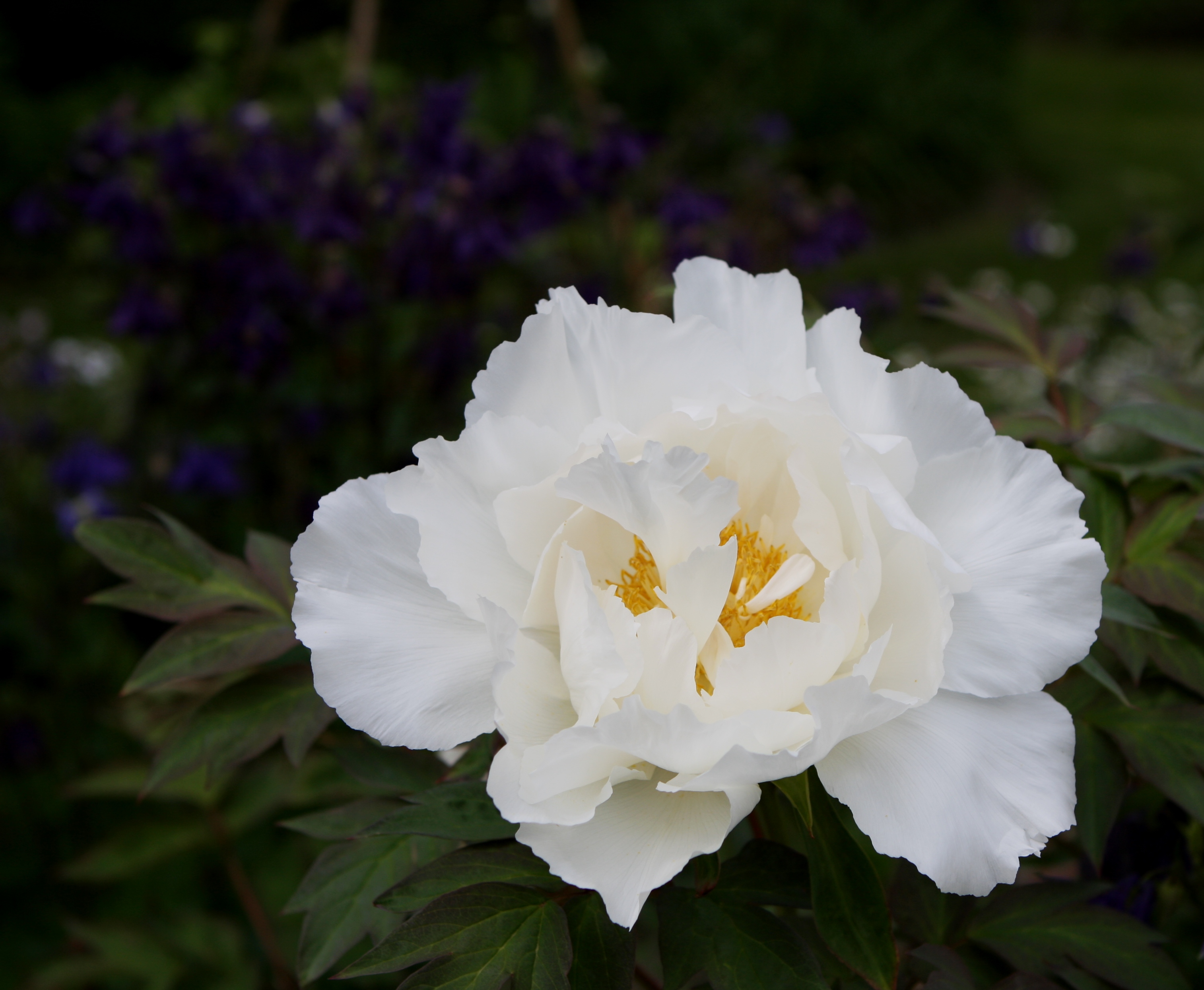 Flickr - brewbooks - A rather nice peony