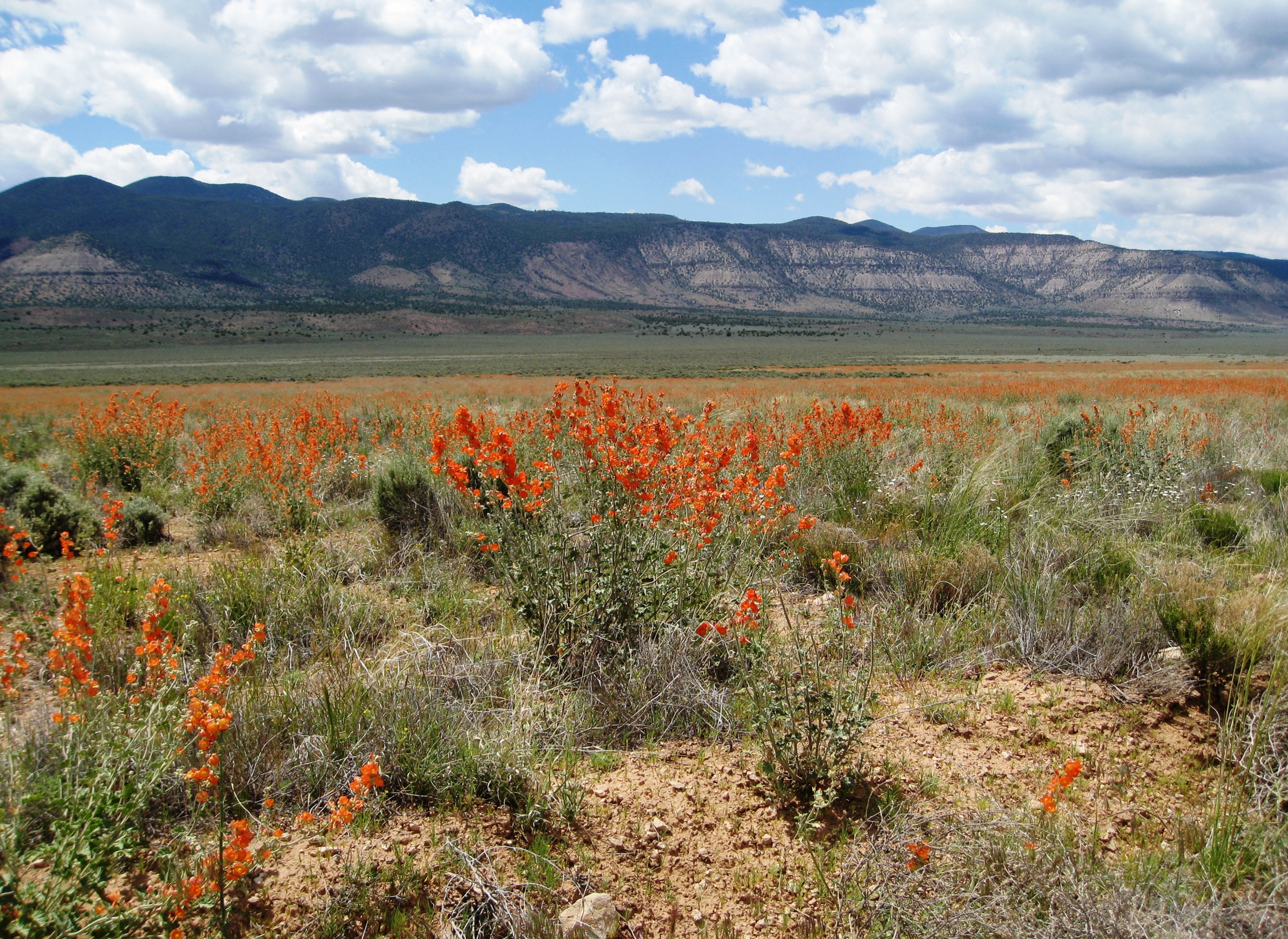 Flickr - brewbooks - Field of Globe Mallow