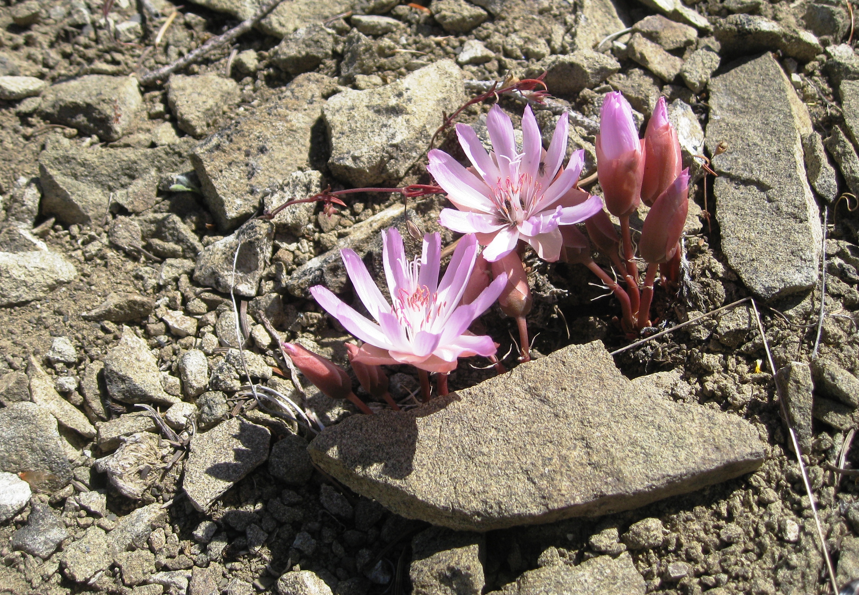 Flickr - brewbooks - Lewisia rediviva (Bitterroot) (2)