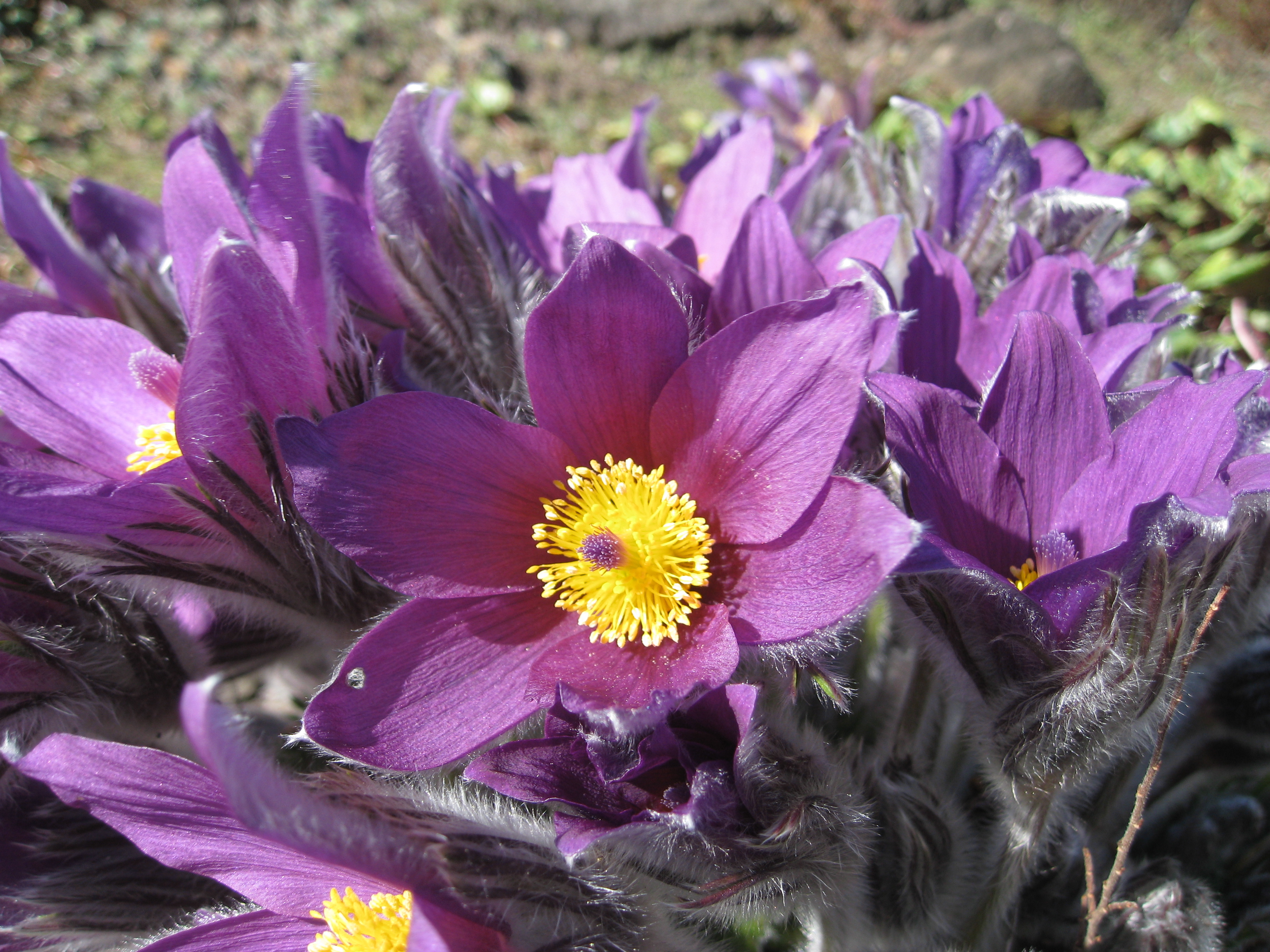 Flickr - brewbooks - Pasque flower