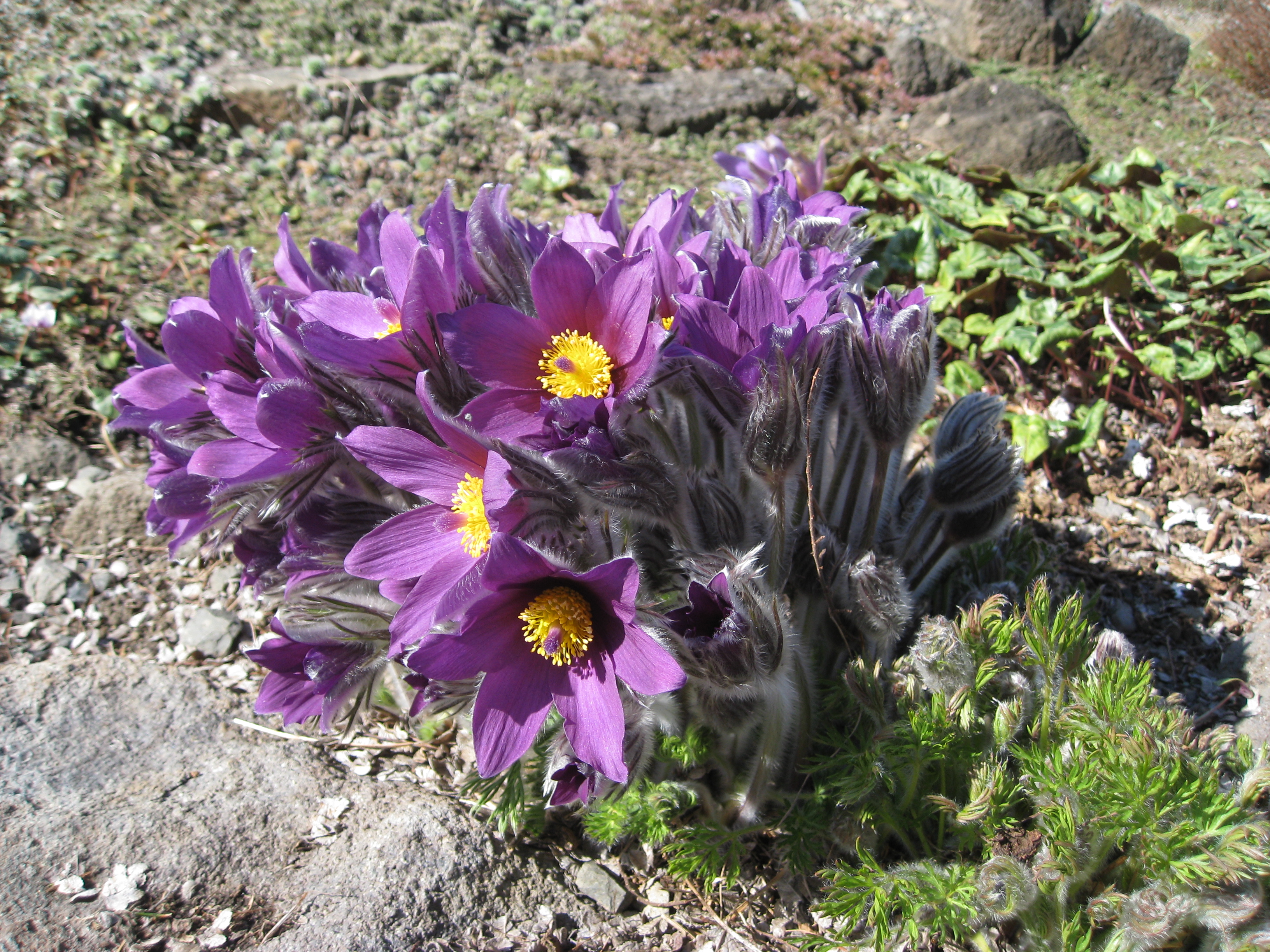 Flickr - brewbooks - Pasque flower (1)
