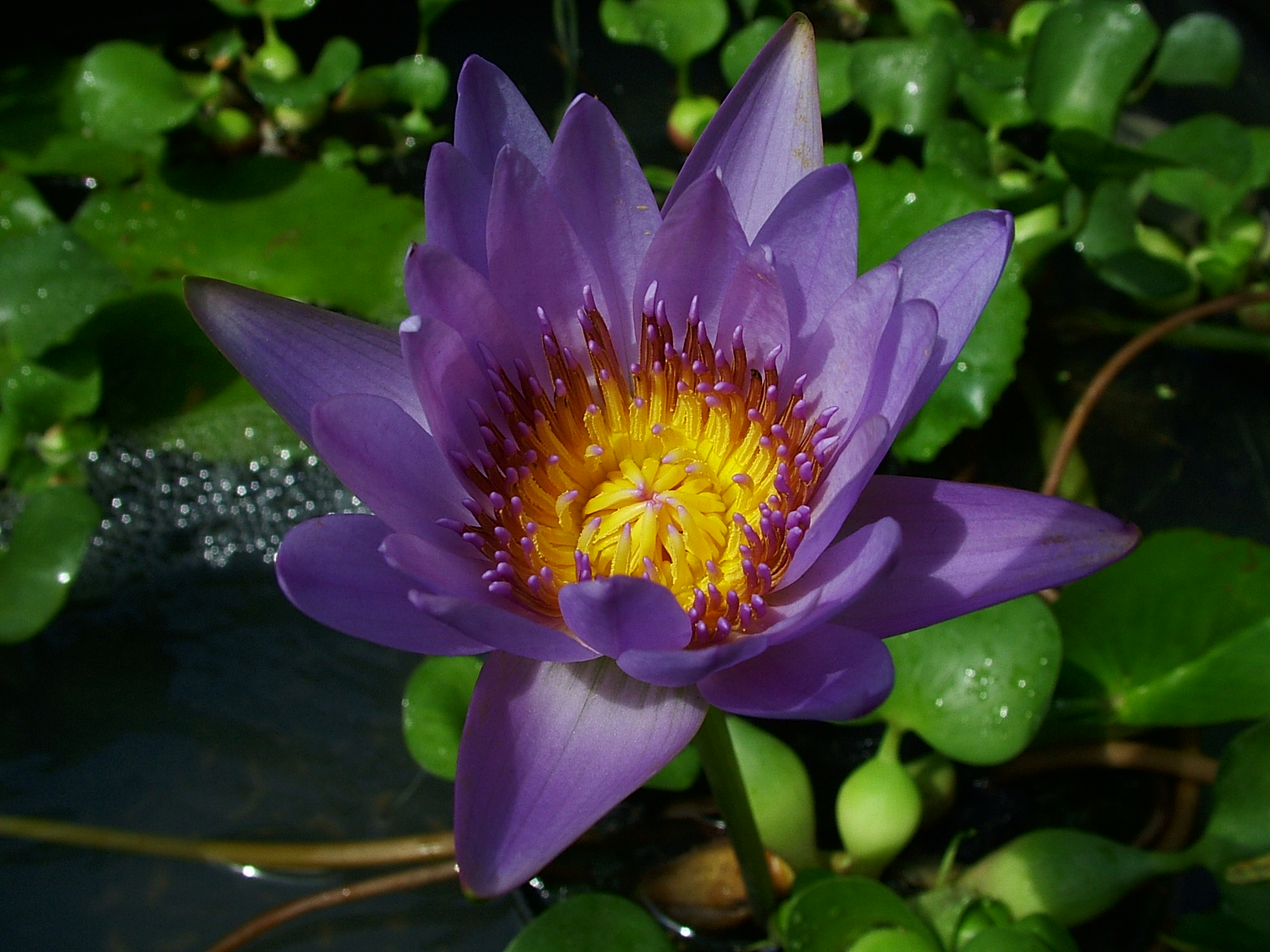 Flickr - Michael Gwyther-Jones - Singapore (3)