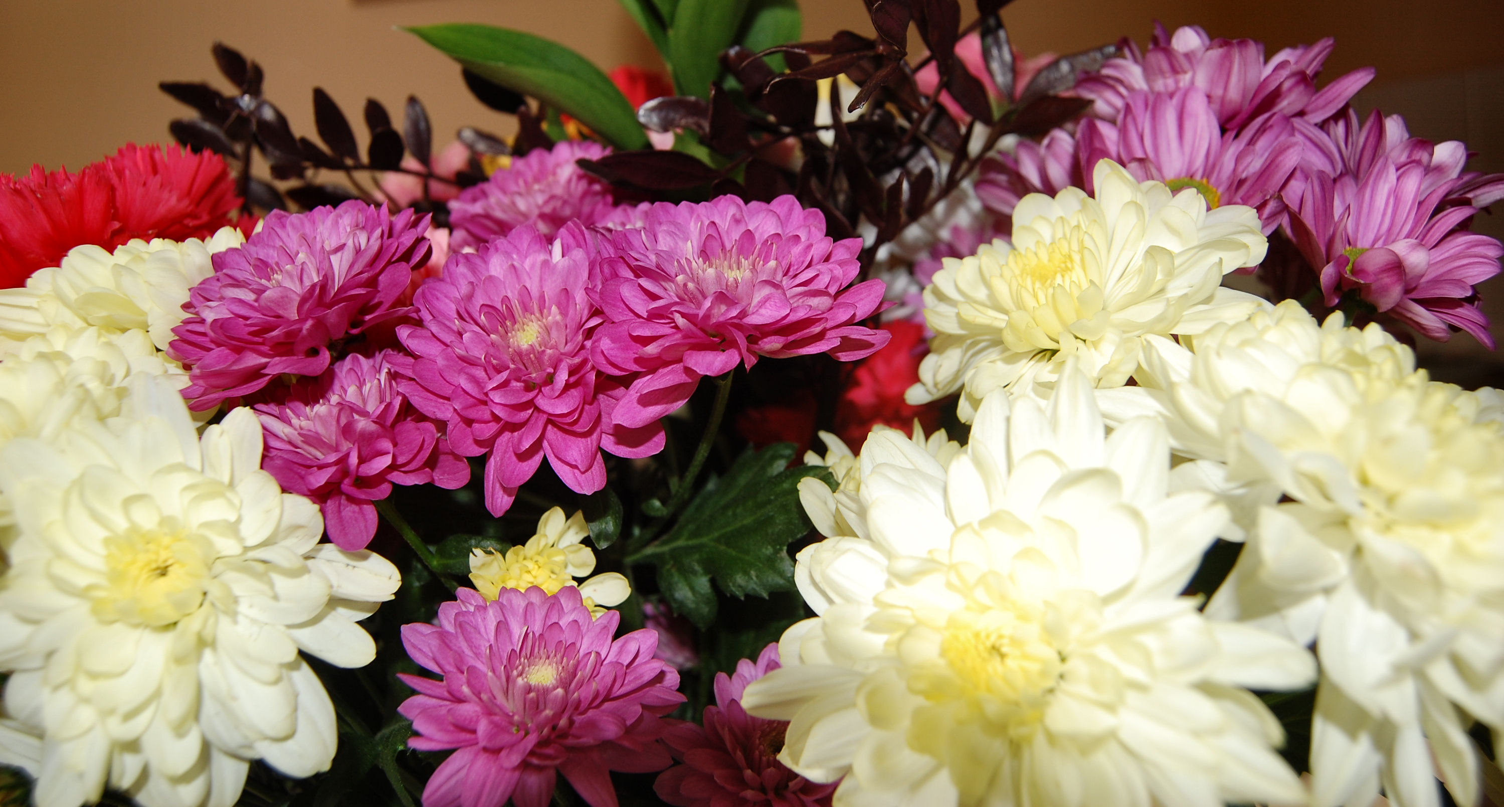 Flickr - ronsaunders47 - beautiful blooms.2