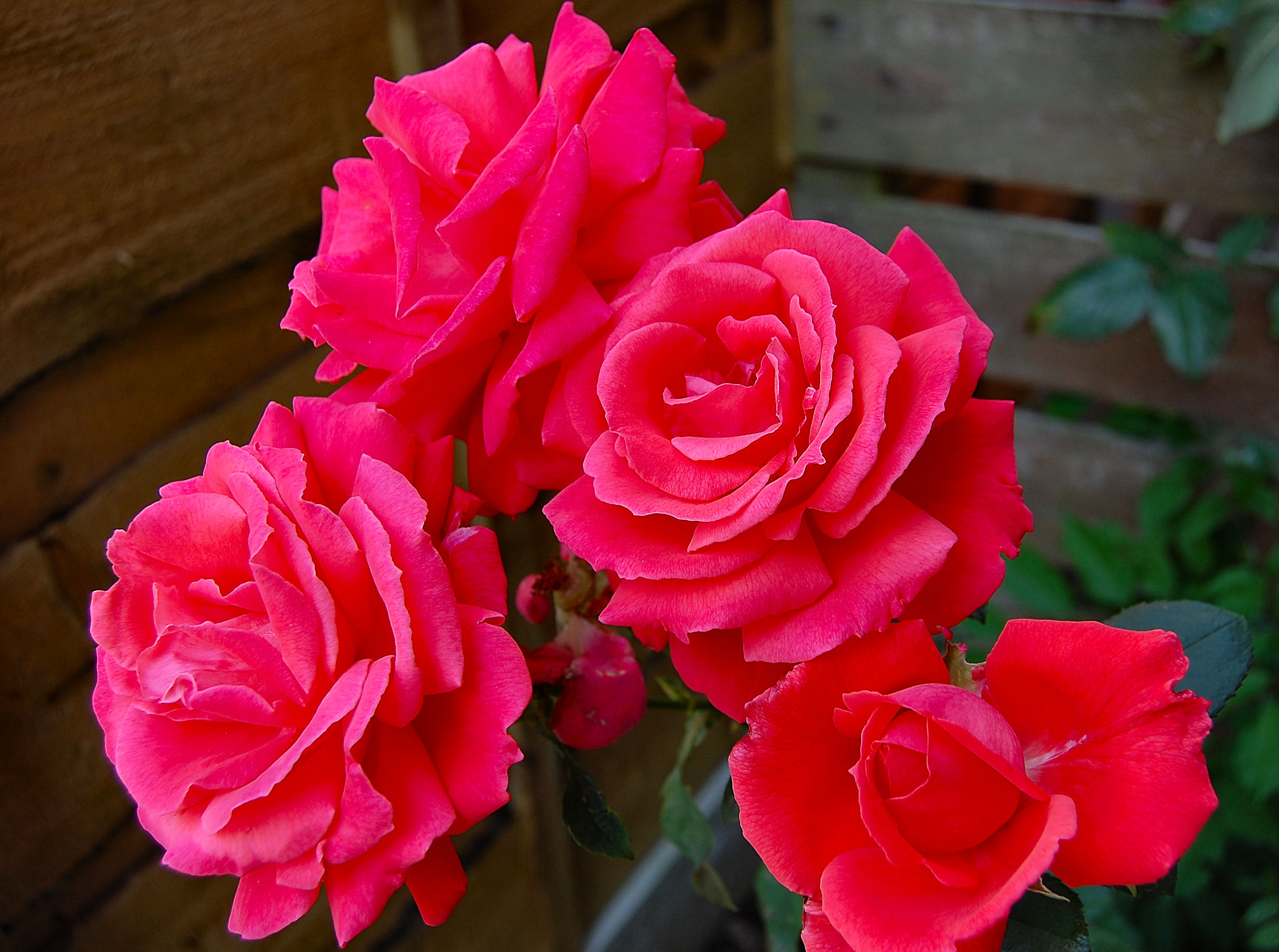 Flickr - ronsaunders47 - QUARTET OF ROSES