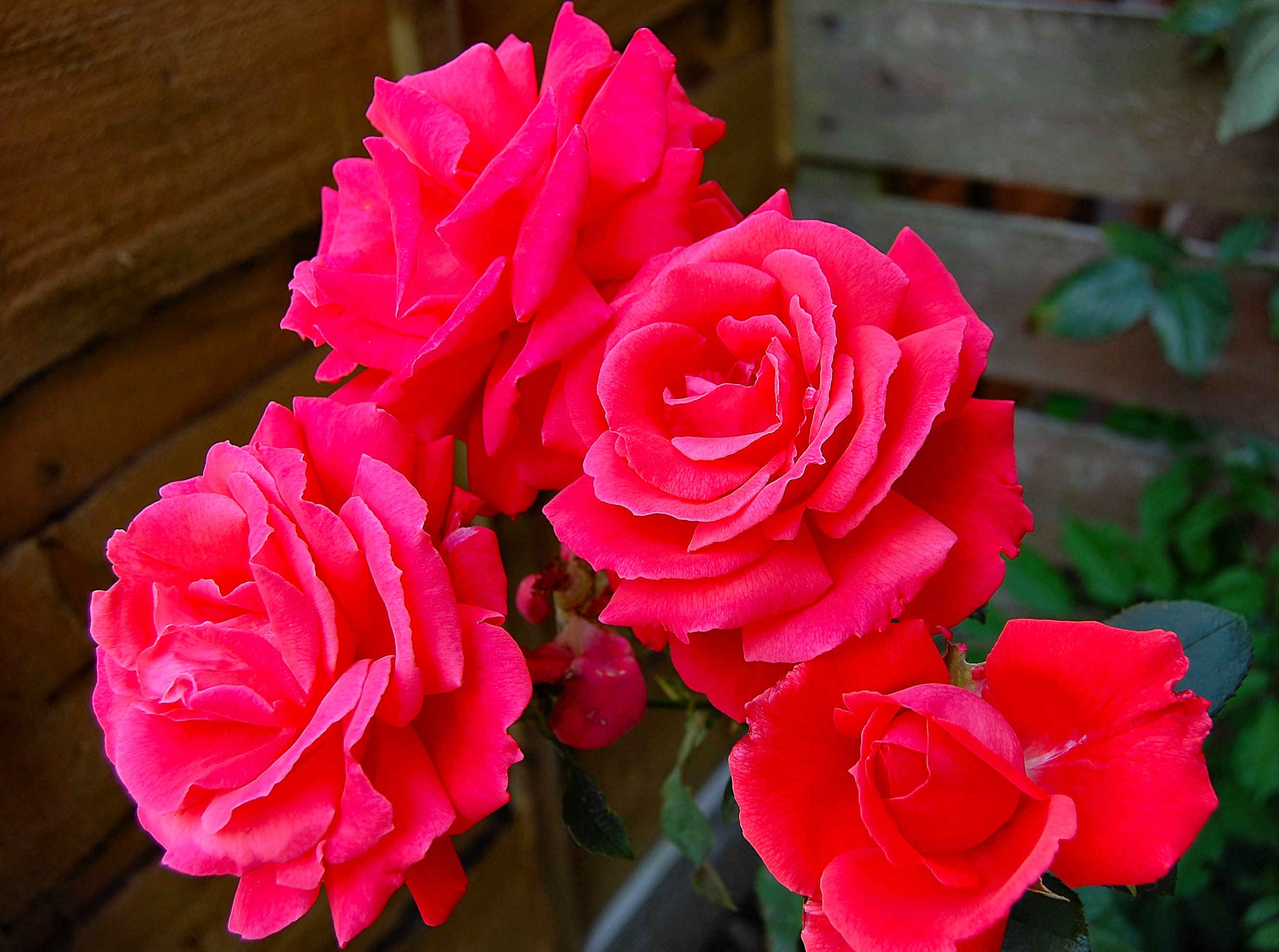 Flickr - ronsaunders47 - ROSES, THEY GROW ON YOU.