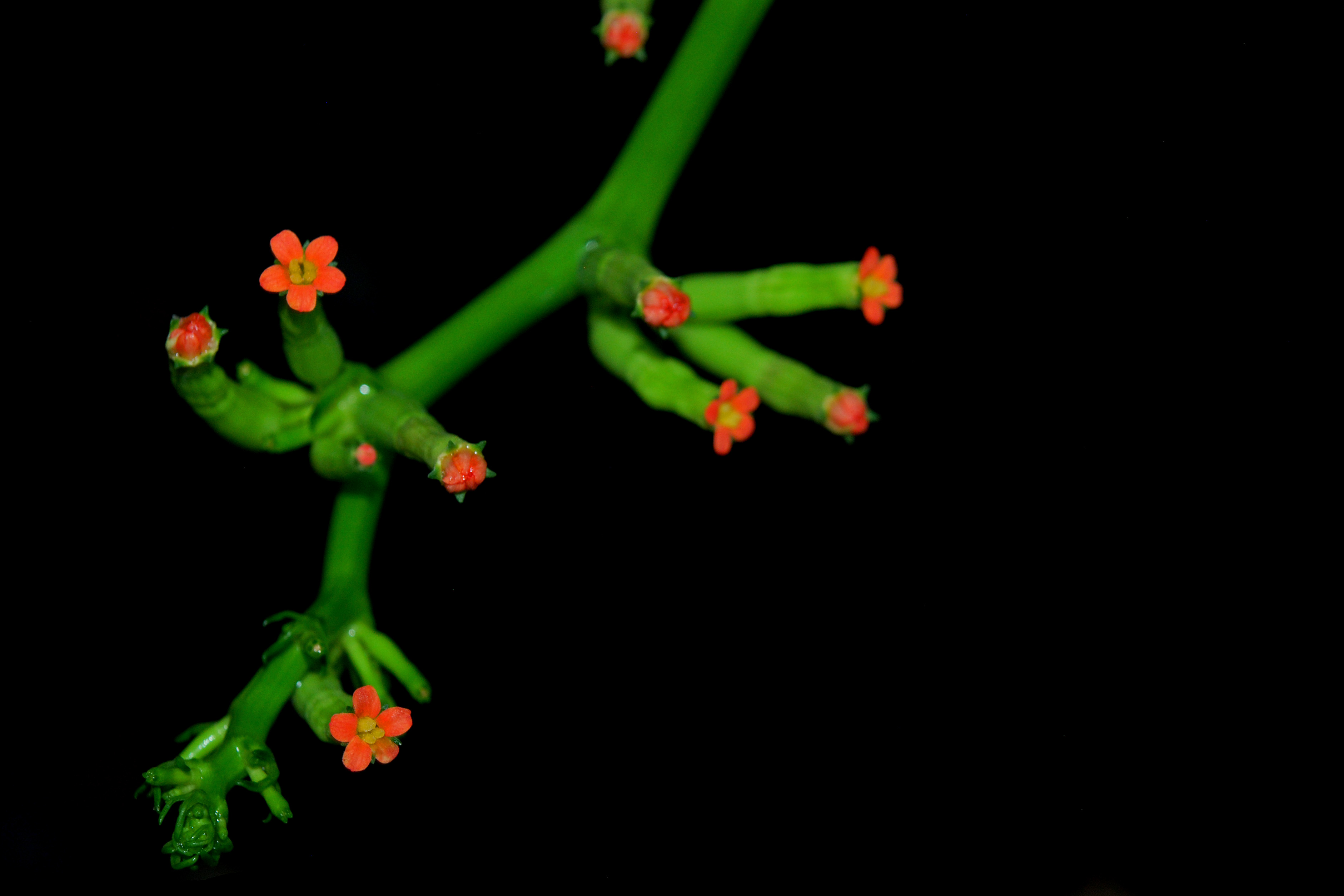 Flickr - ggallice - Flower at night