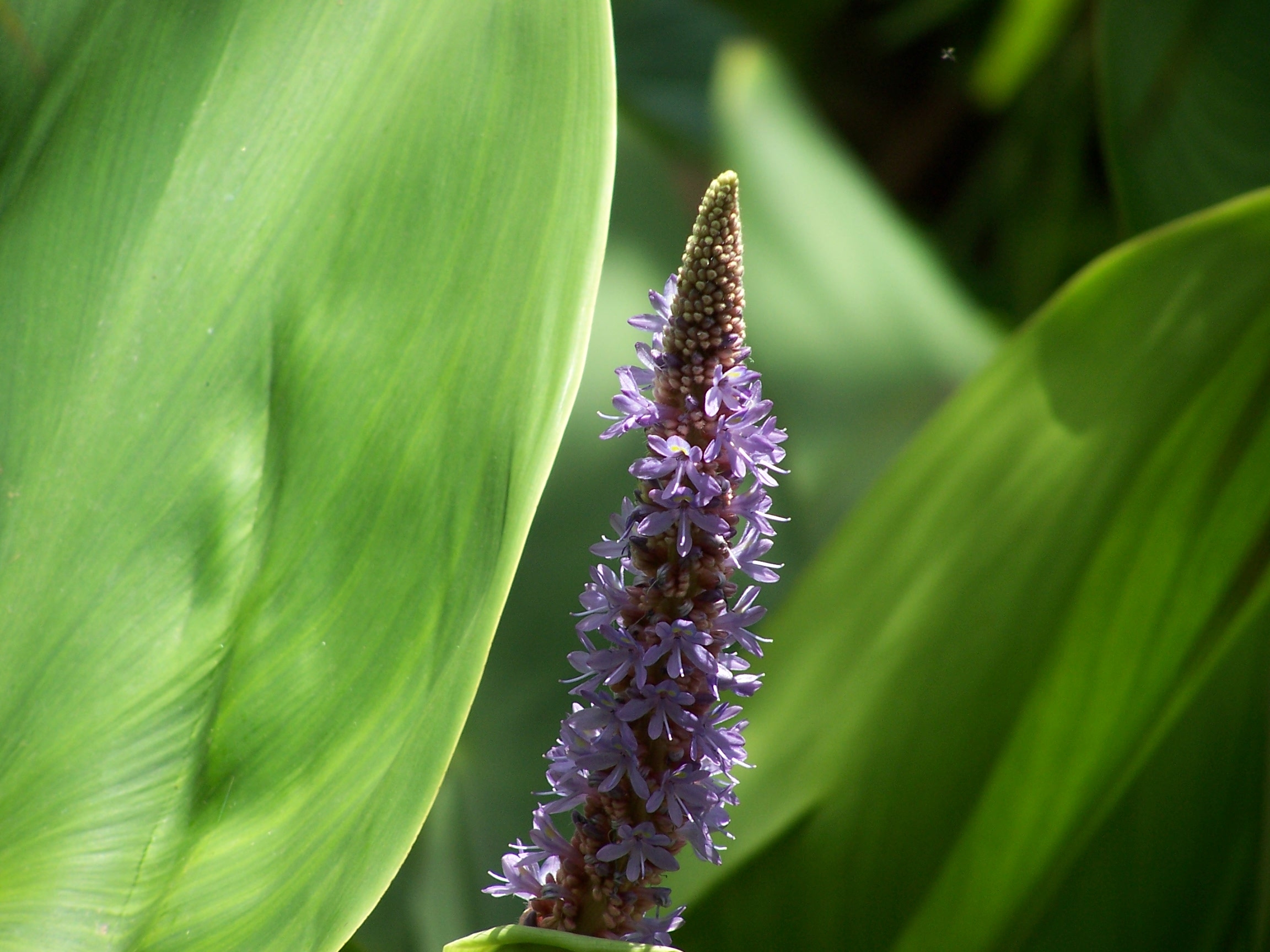 Flor05