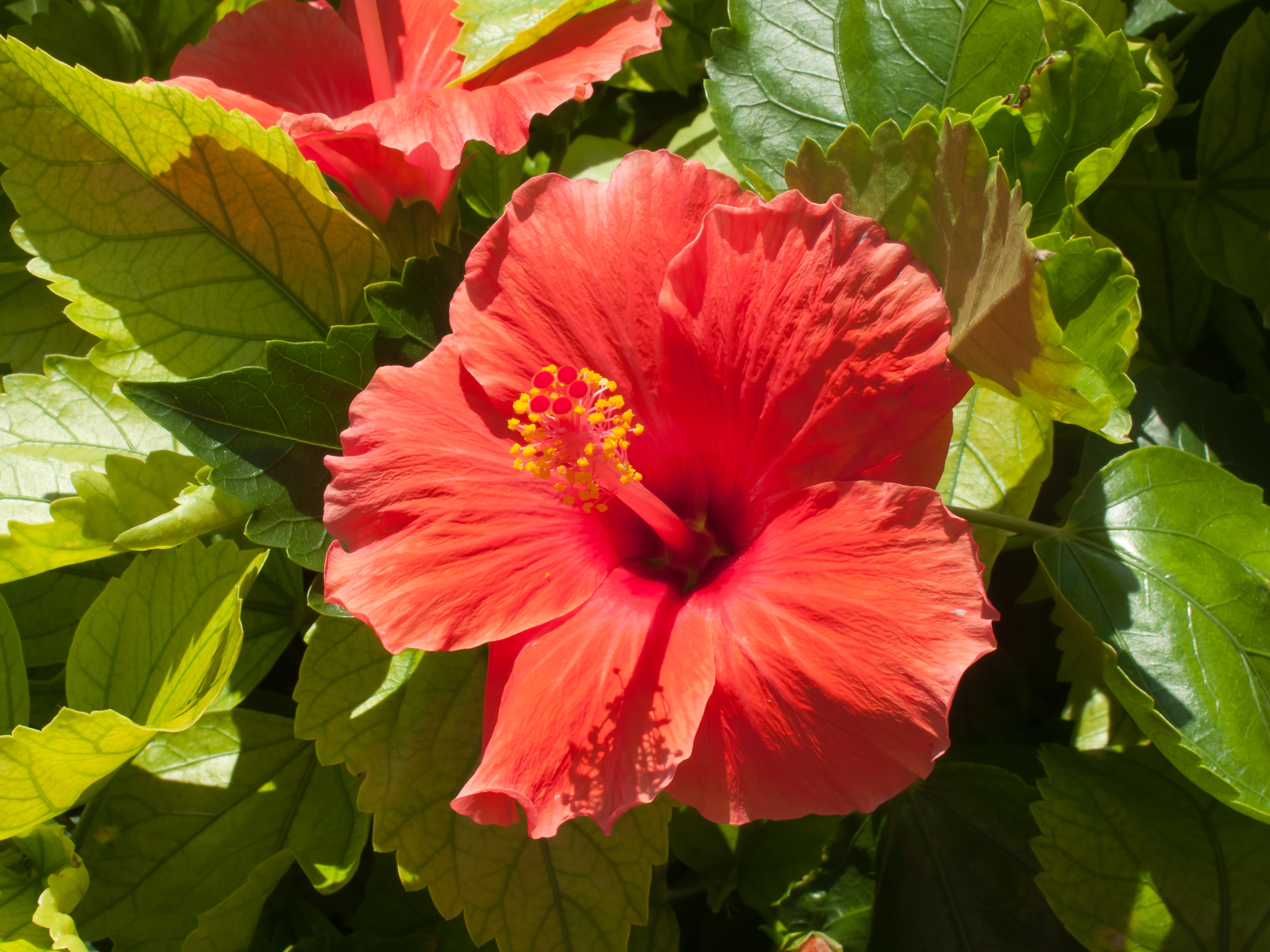 Flor - Quintana Roo - México-2