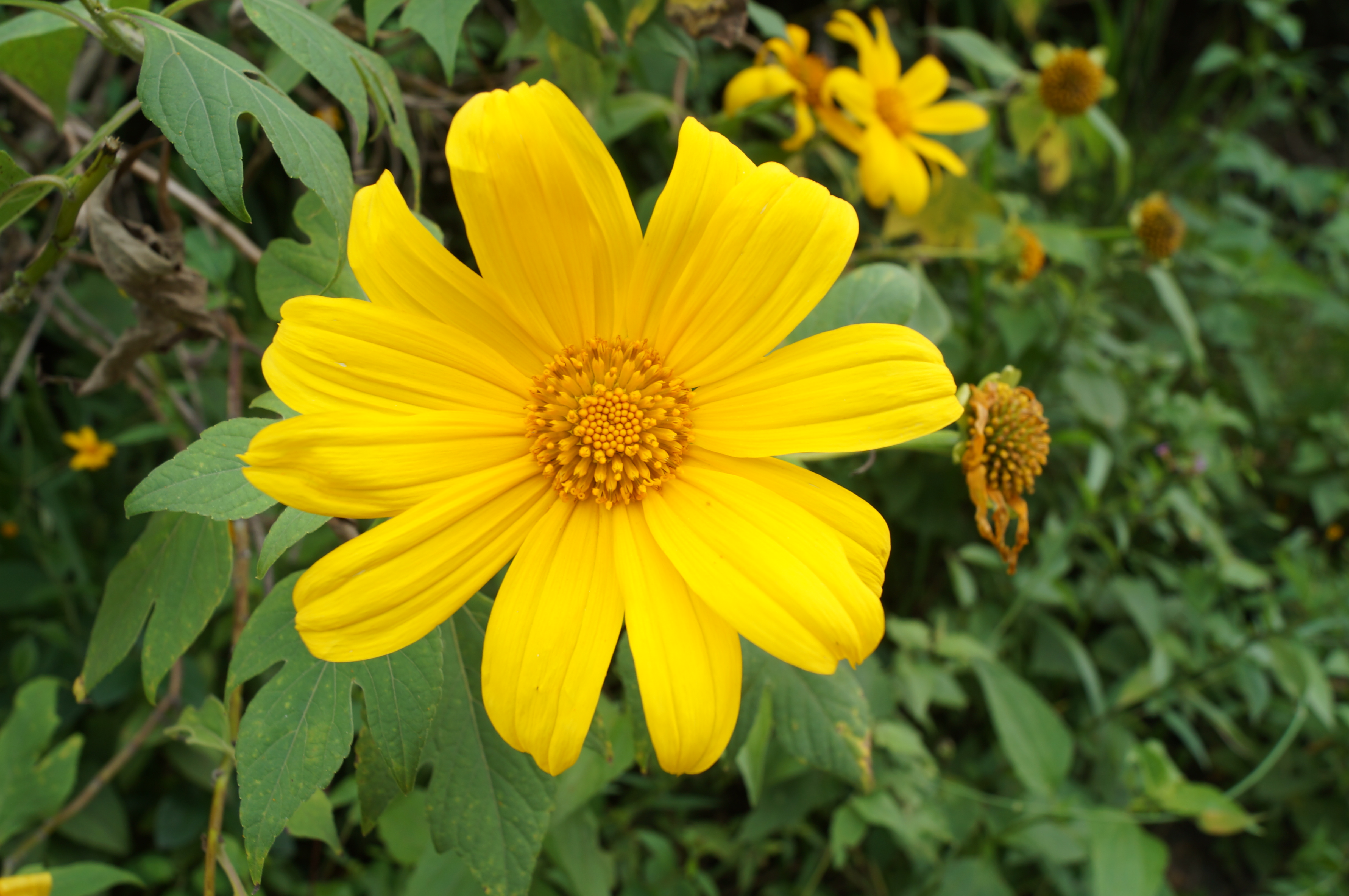 Flor amarilla I