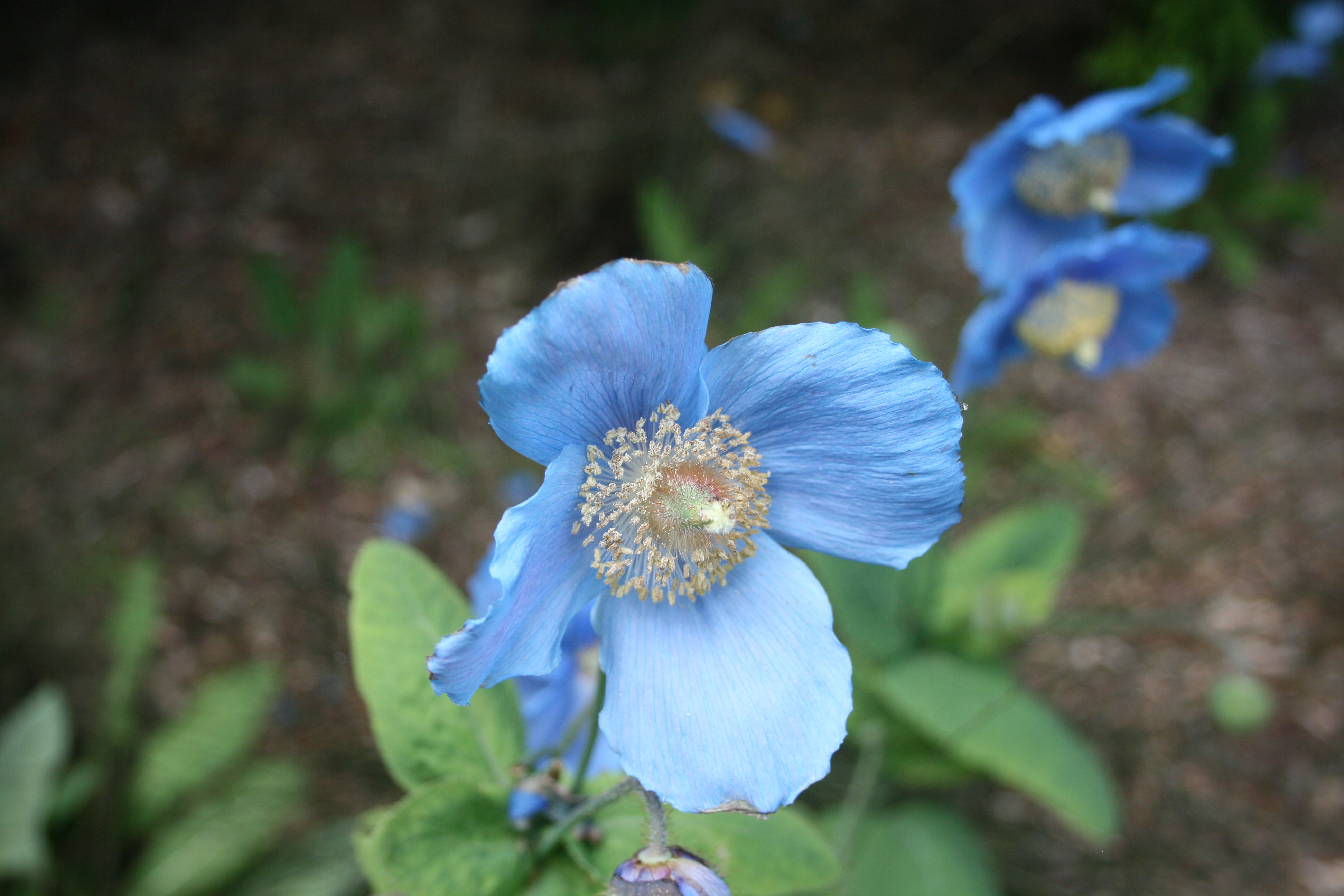 Flora de la Isla Sur-Nueva Zelanda12