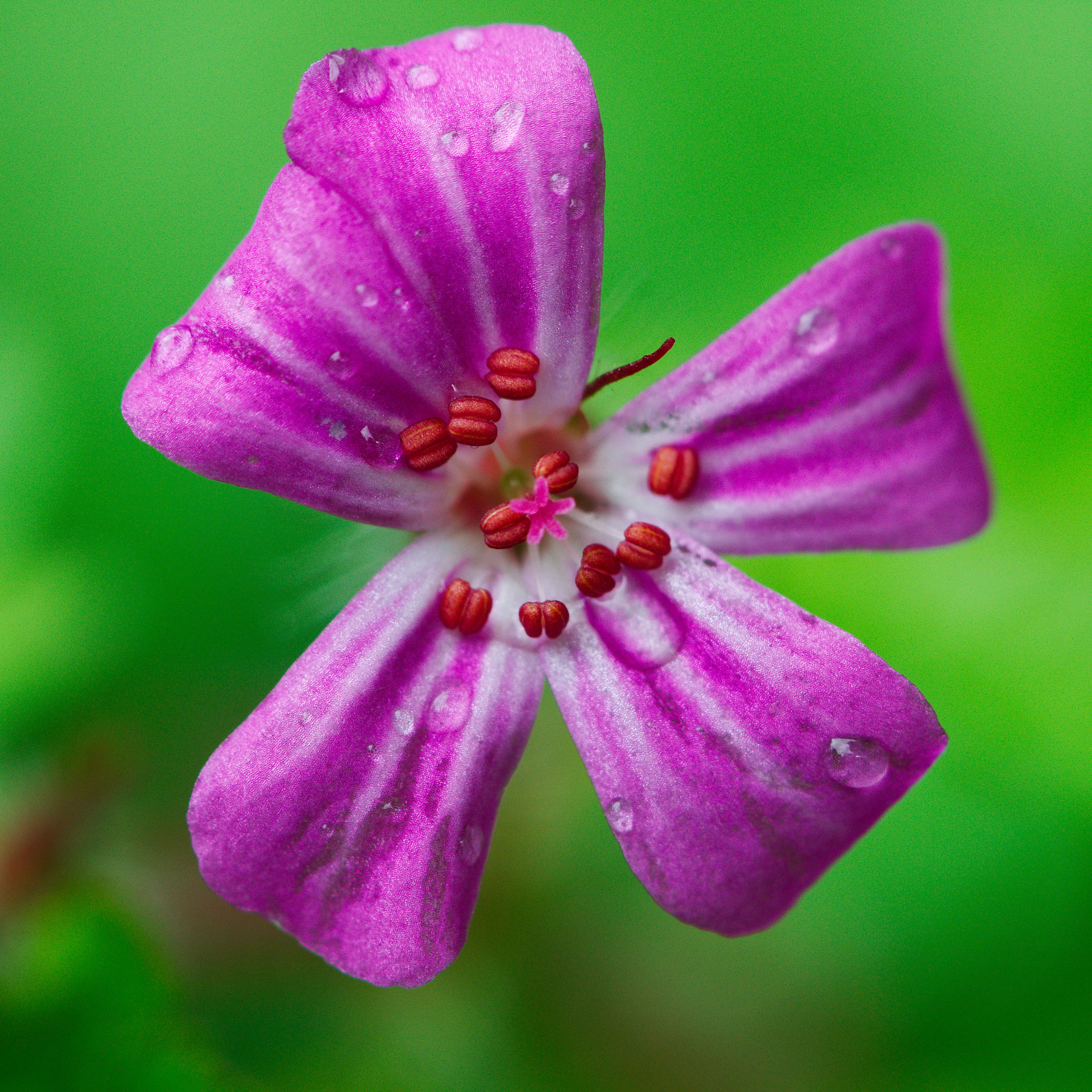 Floral fireworks I (7389340486)