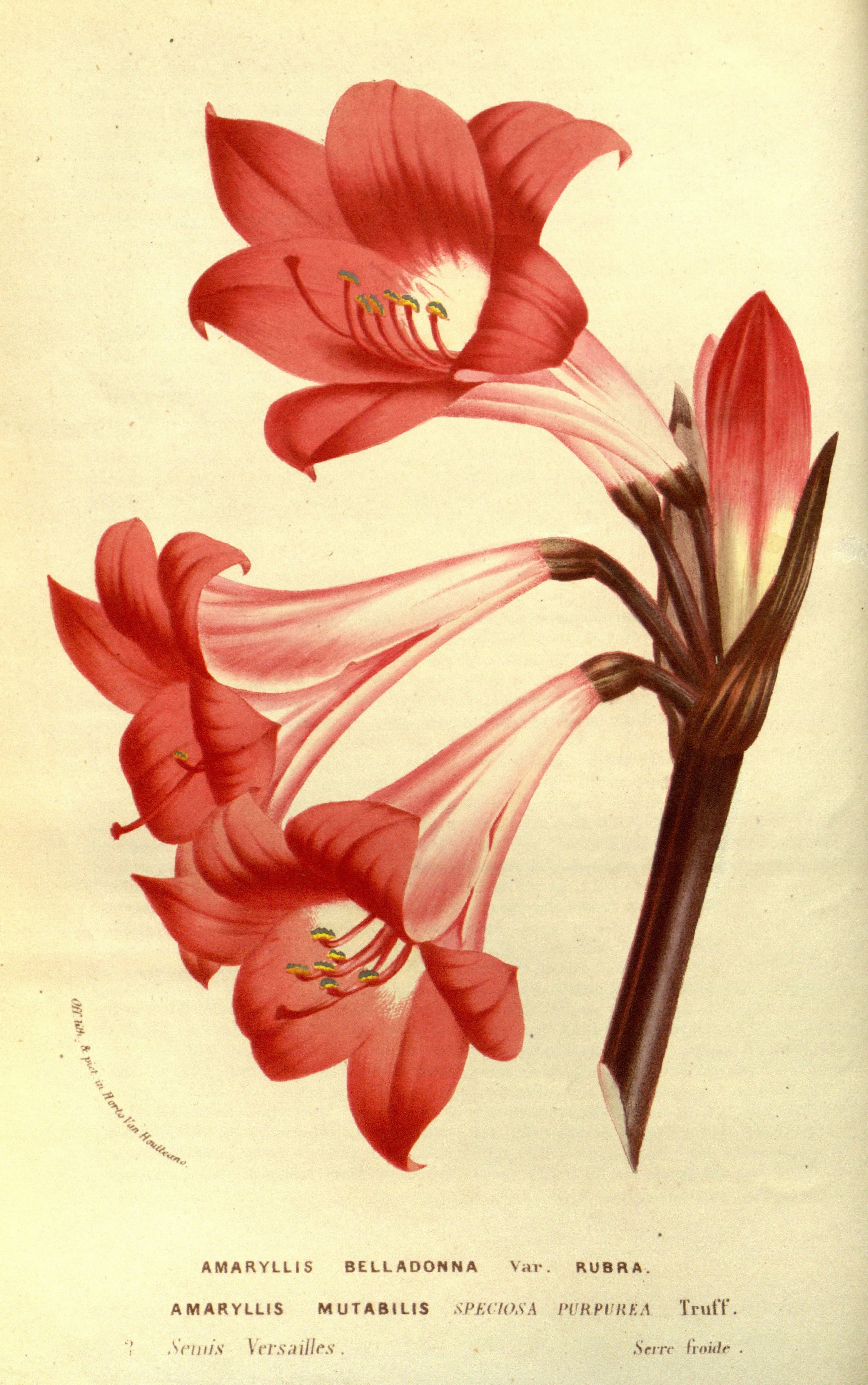 Flore des serres v14 053a