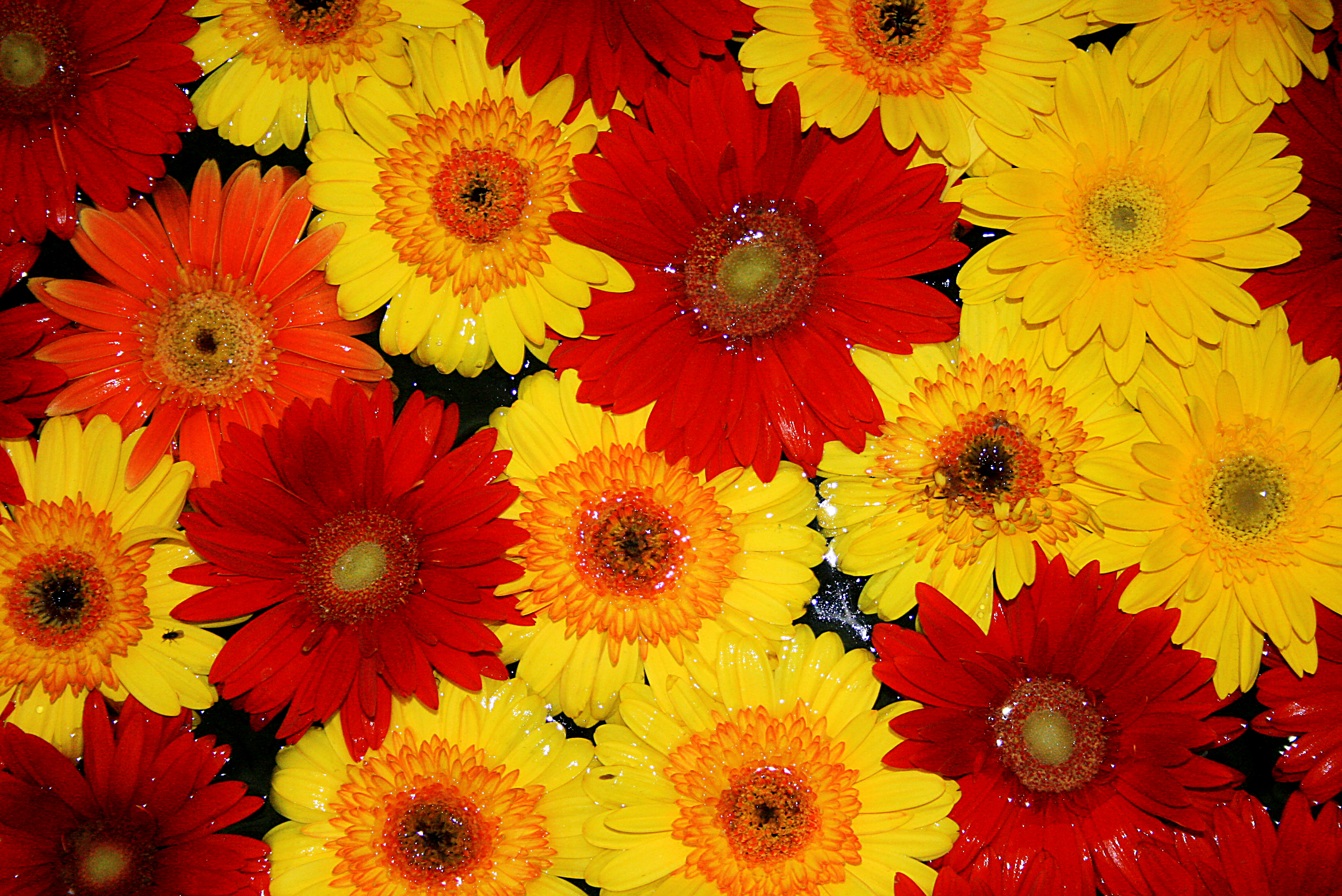 Flores nagua