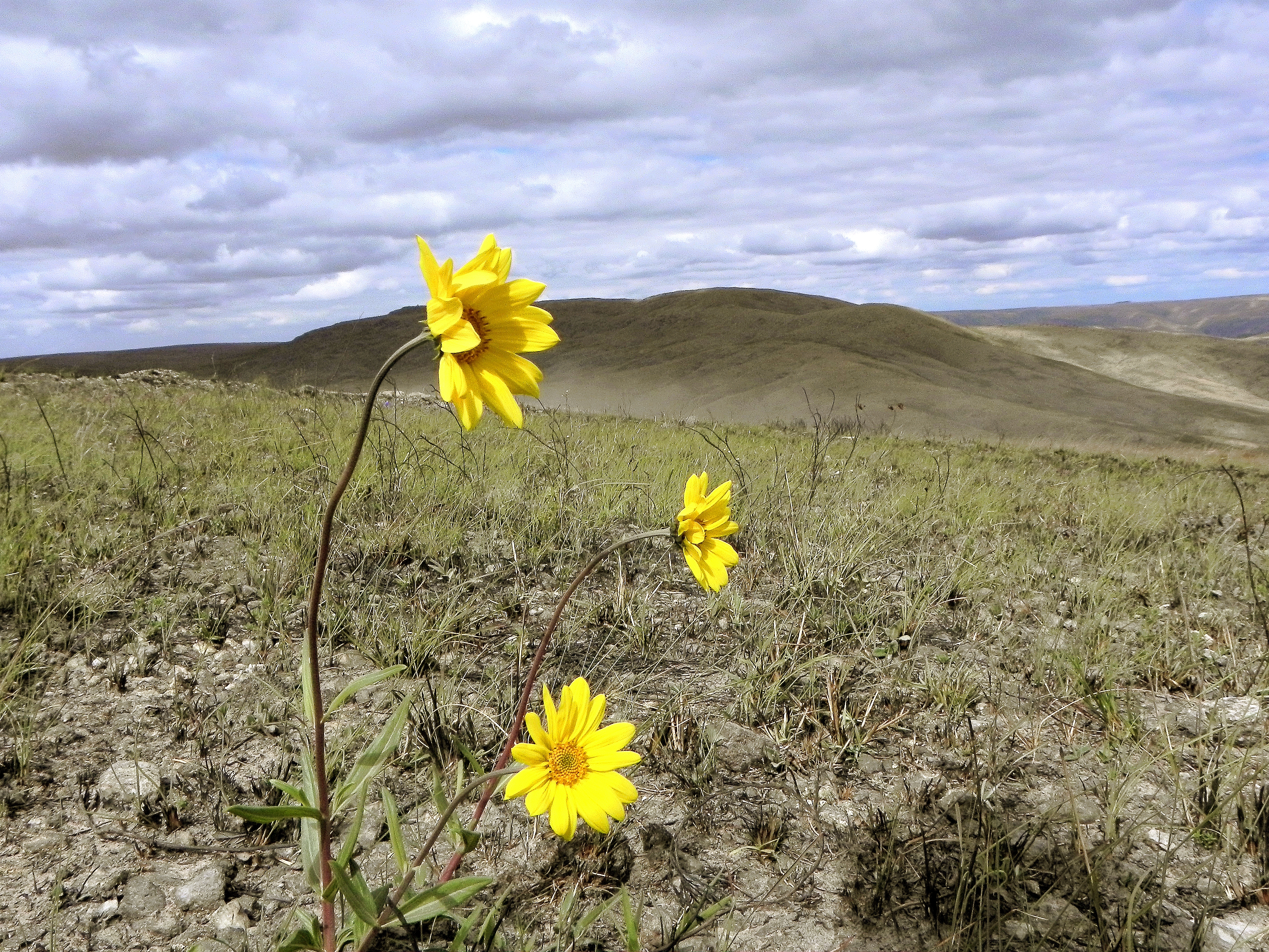 Flores Serra da Canastra