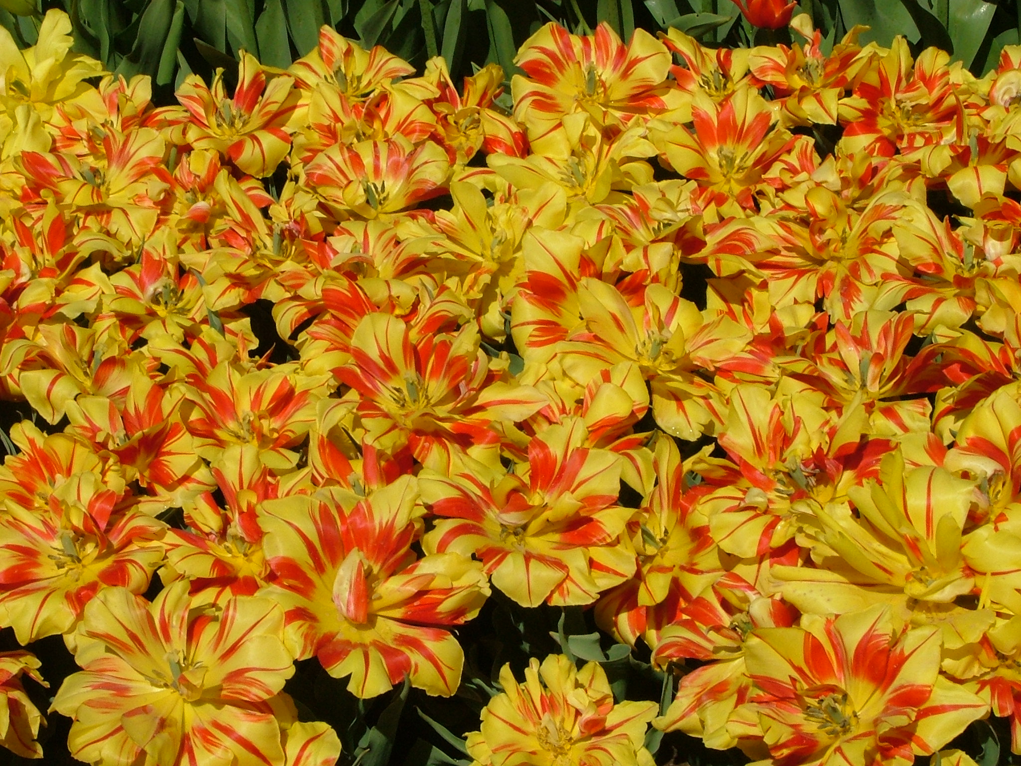 Floriade 2004