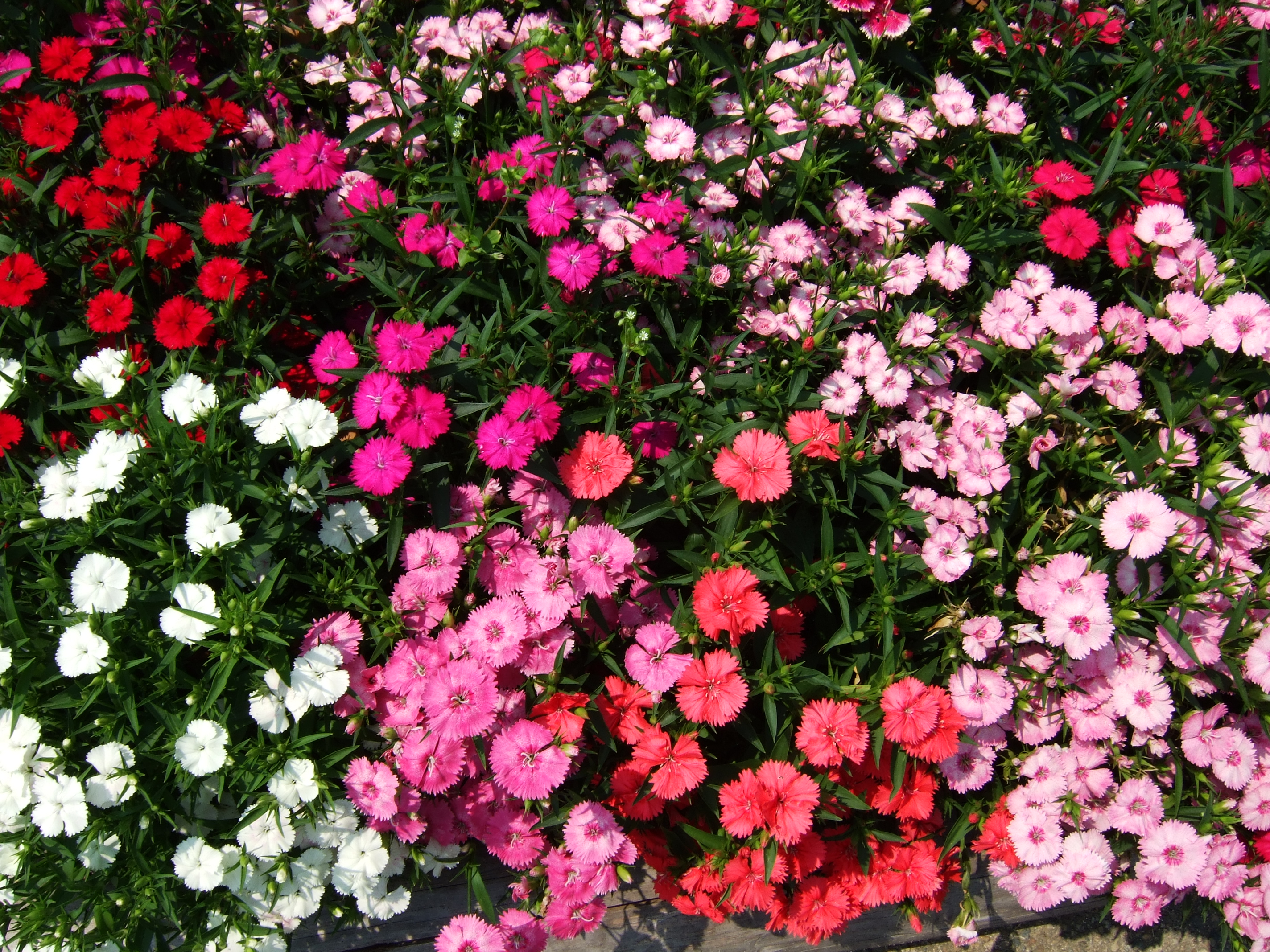 Flower-center130527
