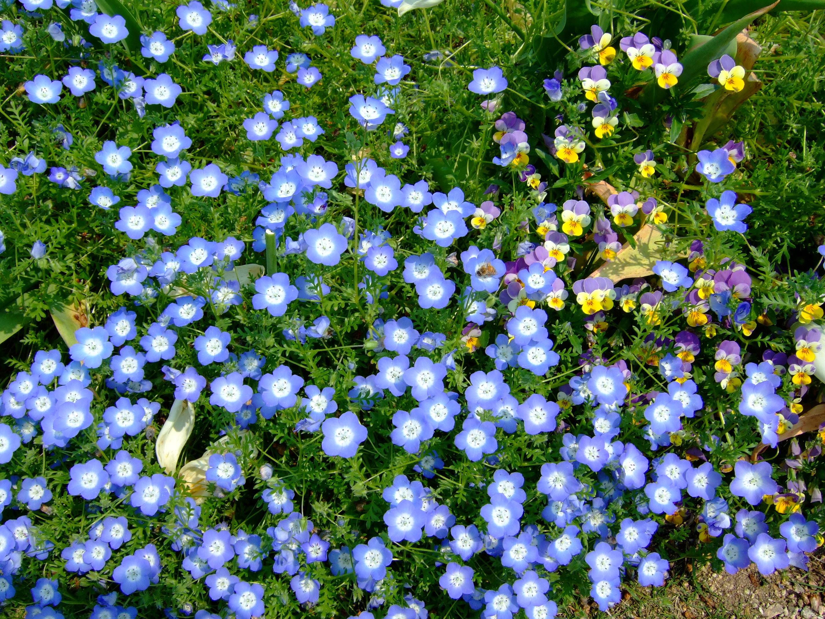 Flower-center134343