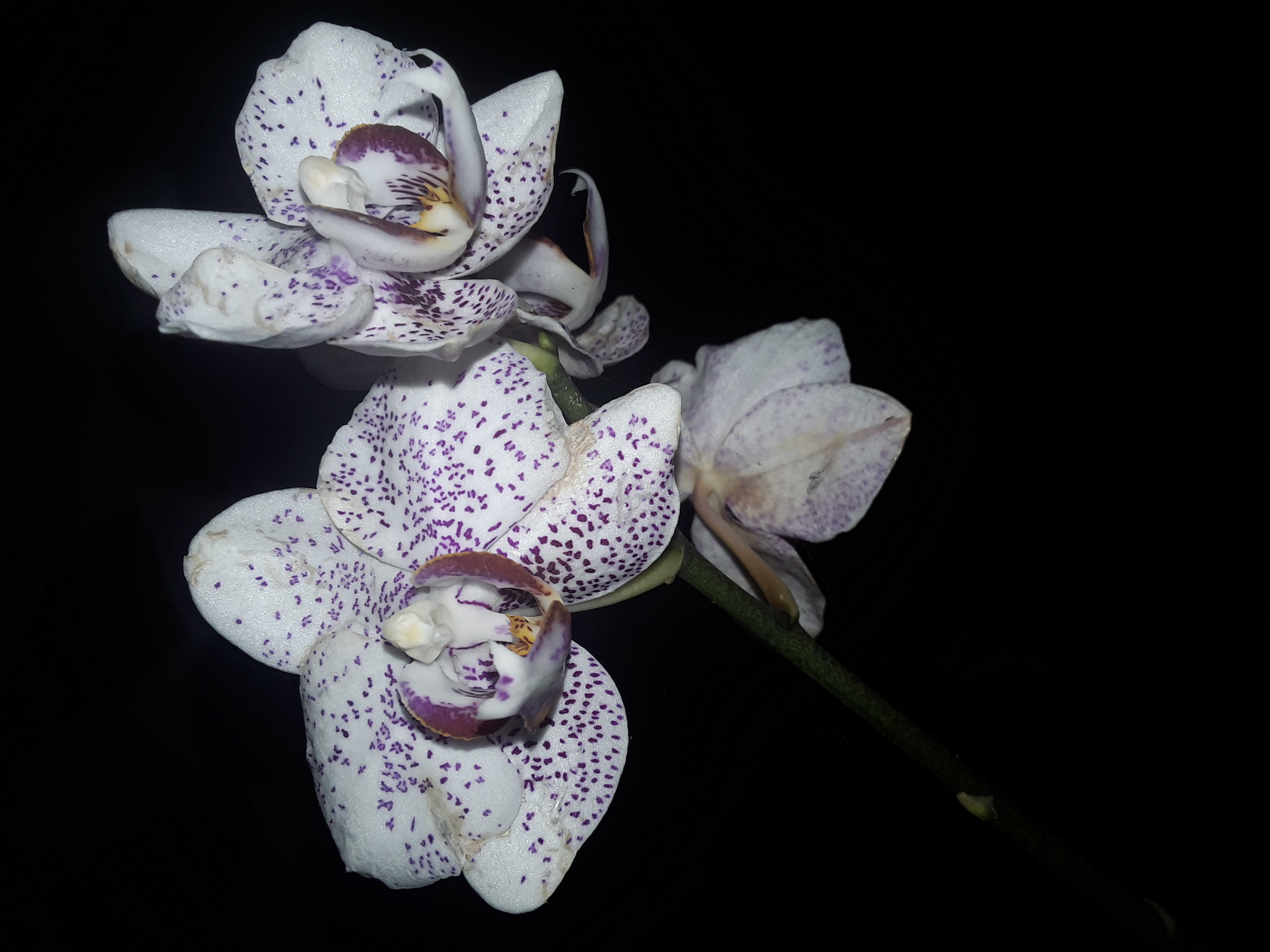 Flower1166