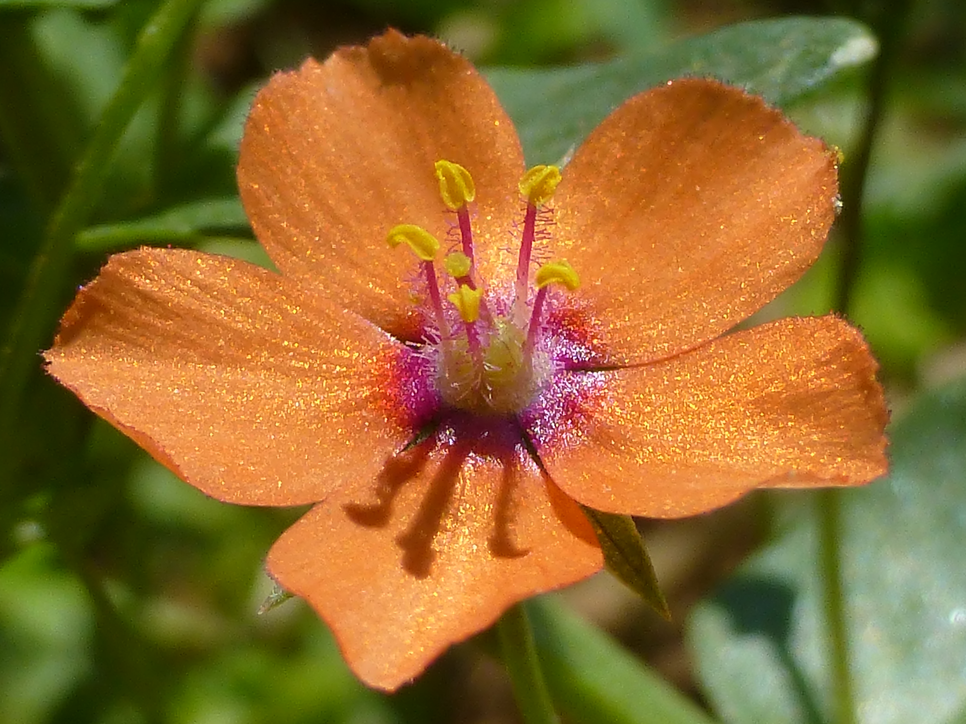 Flower 1110973