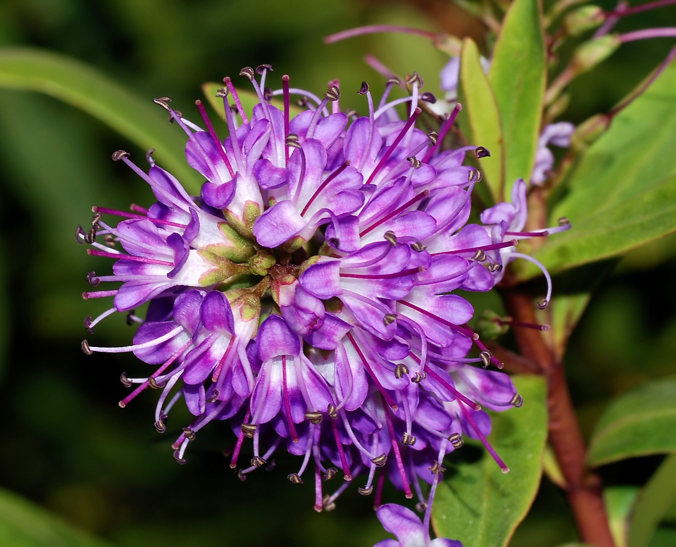 Flower 2007-2